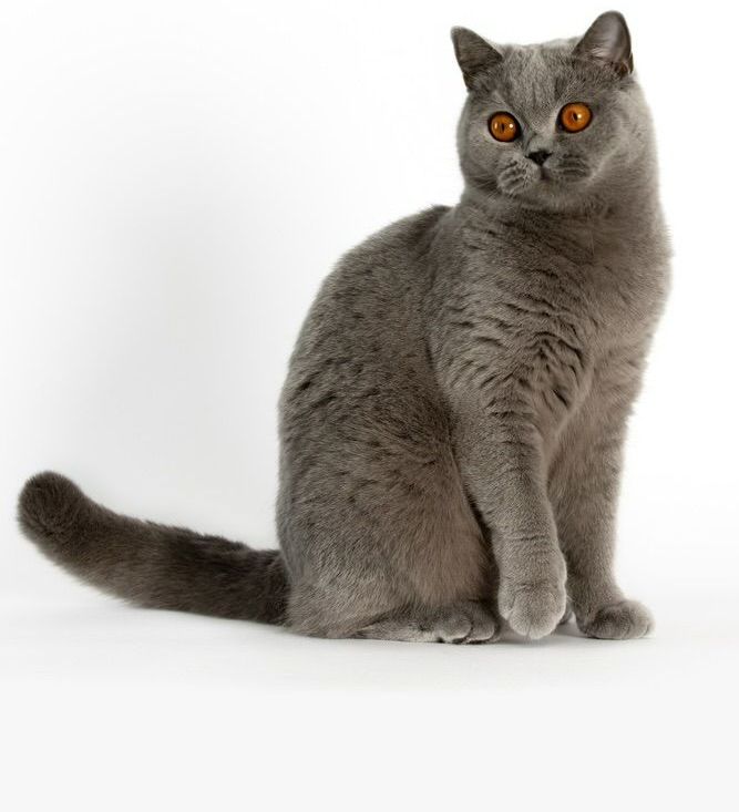 BKH, BKH Katze, BKH Kitten, Britisch Kurzhaar Katzen, BKH Kitten,  Britisch Kurzhaar Kitten, BKH Blue, BKH Züchter, BKH Züchter Niedersachsen, BKH Züchter Deutschland, Britisch Kurzhaar Züchter Deutschland, BKH Züchter NRW,  BKH vom Züchter, Britisch Kurzhaar Kitten vom Züchter, BKH Baby, Britisch Kurzhaar Blue, BKH Lilac, Britisch Kurzhaar Lilac, BKH Lilac Kitten, Britisch Kurzhaar Lilac Kitten, BKH Black Silver Tabby Classik, Britisch Kurzhaar Black Silver Tabby Classik, Britisch Kurzhaar Lilac Weiß, BKH Weiß, BKH HCM frei, Whiskas Katze.