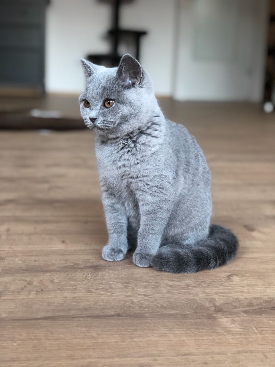 BKH, BKH Katze, BKH Kitten, Britisch Kurzhaar Katzen, BKH Kitten, Britisch Kurzhaar Kitten, BKH Blue, BKH Züchter, BKH Züchter Niedersachsen, BKH Züchter Deutschland, Britisch Kurzhaar Züchter Deutschland, BKH Züchter NRW, BKH vom Züchter, Britisch Kurzhaar Kitten vom Züchter, BKH Baby, Britisch Kurzhaar Blue, BKH Lilac, Britisch Kurzhaar Lilac, BKH Lilac Kitten, Britisch Kurzhaar Lilac Kitten, BKH Black Silver Tabby Classik, Britisch Kurzhaar Black Silver Tabby Classik, Britisch Kurzhaar Lilac Weiß, BKH Weiß, BKH HCM frei, Whiskas Katze.