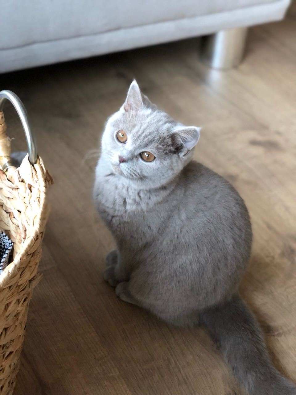 BKH, BKH Katze, BKH Kitten, Britisch Kurzhaar Katzen, BKH Kitten, Britisch Kurzhaar Kitten, BKH Blue, BKH Züchter, BKH Züchter Niedersachsen, BKH Züchter Deutschland, Britisch Kurzhaar Züchter Deutschland, BKH Züchter NRW, BKH vom Züchter, Britisch Kurzhaar Kitten vom Züchter, BKH Baby, Britisch Kurzhaar Blue, BKH Lilac, Britisch Kurzhaar Lilac, BKH Lilac Kitten, Britisch Kurzhaar Lilac Kitten, BKH Black Silver Tabby Classik, Britisch Kurzhaar Black Silver Tabby Classik, Britisch Kurzhaar Lilac Weiß, BKH Weiß, BKH HCM frei, Whiskas Katze.