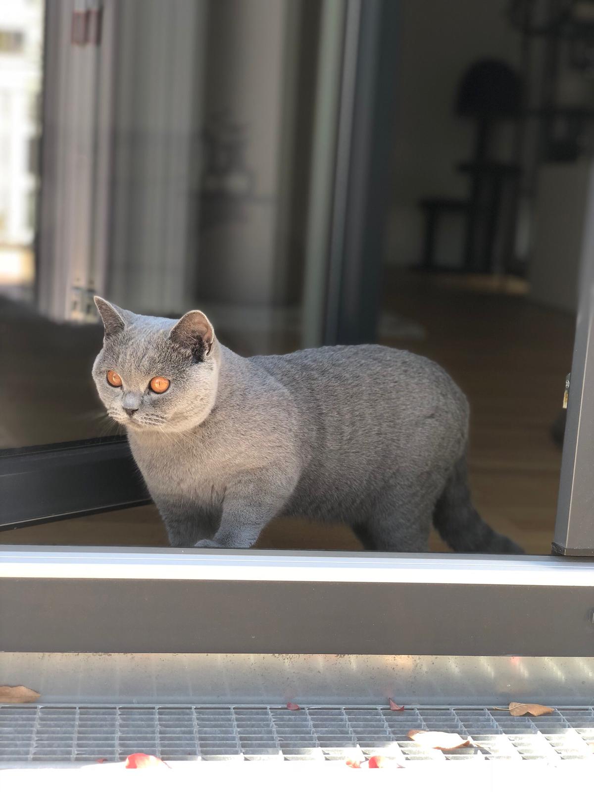 BKH, BKH Katze, BKH Kitten, Britisch Kurzhaar Katzen, BKH Kitten, Britisch Kurzhaar Kitten, BKH Blue, BKH Züchter, BKH Züchter Niedersachsen, BKH Züchter Deutschland, Britisch Kurzhaar Züchter Deutschland, BKH Züchter NRW, BKH vom Züchter, Britisch Kurzhaar Kitten vom Züchter, BKH Baby, Britisch Kurzhaar Blue, BKH Lilac, Britisch Kurzhaar Lilac, BKH Lilac Kitten, Britisch Kurzhaar Lilac Kitten, BKH Black Silver Tabby Classik, Britisch Kurzhaar Black Silver Tabby Classik, Britisch Kurzhaar Lilac Weiß, BKH Weiß, BKH HCM frei, Whiskas Katze.
