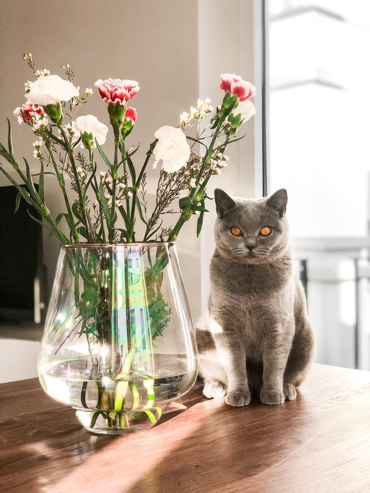 BKH, BKH Katze, BKH Kitten, Britisch Kurzhaar Katzen, BKH Kitten, Britisch Kurzhaar Kitten, BKH Blue, BKH Züchter, BKH Züchter Niedersachsen, BKH Züchter Deutschland, Britisch Kurzhaar Züchter Deutschland, BKH Züchter NRW, BKH vom Züchter, Britisch Kurzhaar Kitten vom Züchter, BKH Baby, Britisch Kurzhaar Blue, BKH Lilac, Britisch Kurzhaar Lilac, BKH Lilac Kitten, Britisch Kurzhaar Lilac Kitten, BKH Black Silver Tabby Classik, Britisch Kurzhaar Black Silver Tabby Classik, Britisch Kurzhaar Lilac Weiß, BKH Weiß, BKH HCM frei, Whiskas Katze.