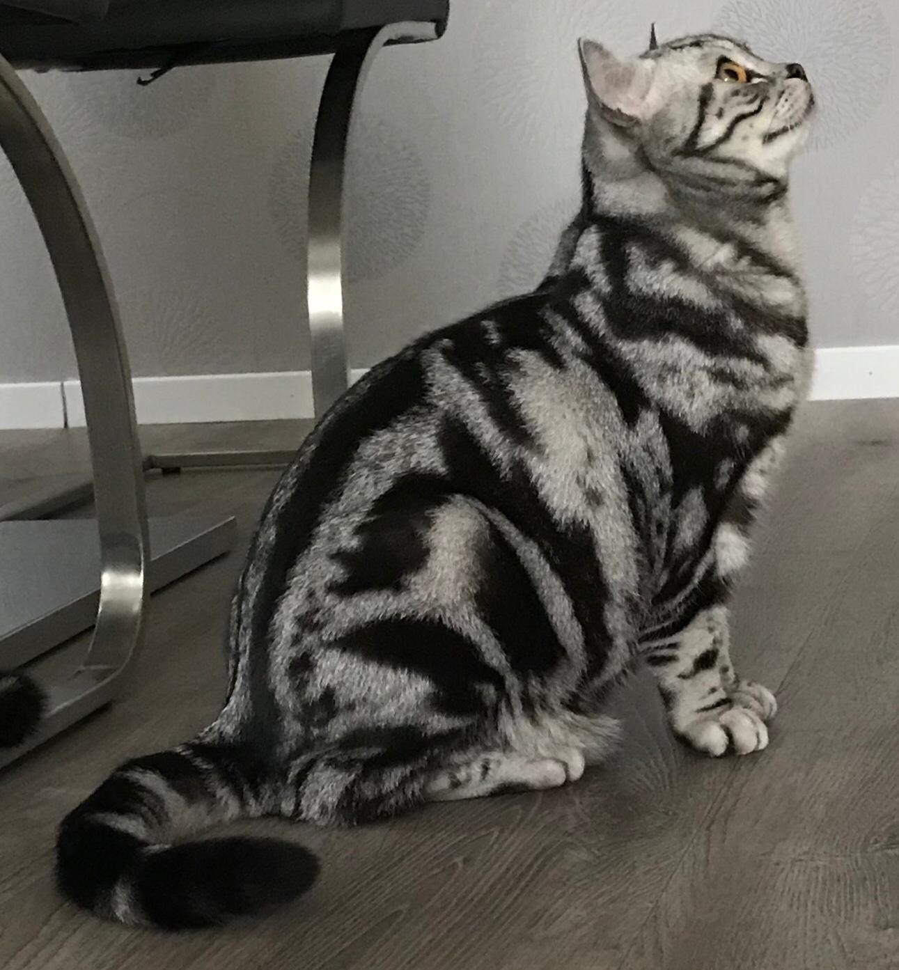 BKH, BKH Katze, BKH Kitten, Britisch Kurzhaar Katzen, BKH Kitten,  Britisch Kurzhaar Kitten, BKH Blue, BKH Züchter, BKH Züchter Niedersachsen, BKH Züchter Deutschland, Britisch Kurzhaar Züchter Deutschland, BKH Züchter NRW,  BKH vom Züchter, Britisch Kurzhaar Kitten vom Züchter, BKH Baby, Britisch Kurzhaar Blue, BKH Lilac, Britisch Kurzhaar Lilac, BKH Lilac Kitten, Britisch Kurzhaar Lilac Kitten, BKH Black Silver Tabby Classik, Britisch Kurzhaar Black Silver Tabby Classik, Britisch Kurzhaar Lilac Weiß, BKH Weiß, BKH HCM frei, Whiskas Katze.