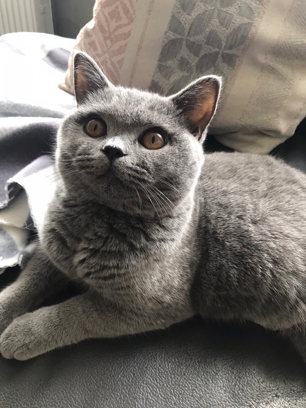 BKH, BKH Katze, BKH Kitten, Britisch Kurzhaar Katzen, BKH Kitten, Britisch Kurzhaar Kitten, BKH Blue, BKH Züchter, BKH Züchter Niedersachsen, BKH Züchter Deutschland, Britisch Kurzhaar Züchter Deutschland, BKH Züchter NRW, BKH vom Züchter, Britisch Kurzhaar Kitten vom Züchter, BKH Baby, Britisch Kurzhaar Blue, BKH Lilac, Britisch Kurzhaar Lilac, BKH Lilac Kitten, Britisch Kurzhaar Lilac Kitten, BKH Black Silver Tabby Classik, Britisch Kurzhaar Black Silver Tabby Classik, Britisch Kurzhaar Lilac Weiß, BKH Weiß, BKH HCM frei, Whiskas Katze.