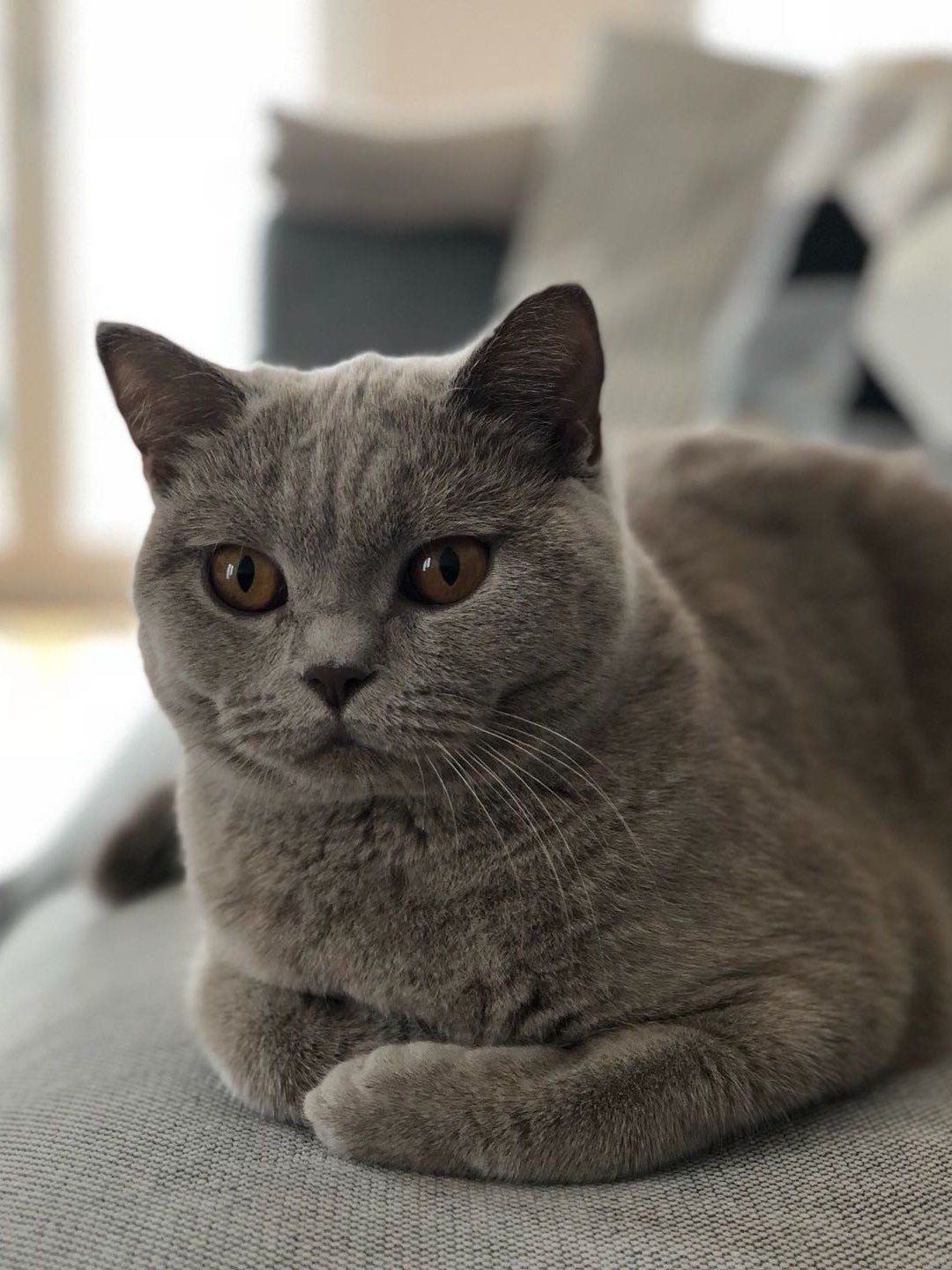 BKH, BKH Katze, BKH Kitten, Britisch Kurzhaar Katzen, BKH Kitten, Britisch Kurzhaar Kitten, BKH Blue, BKH Züchter, BKH Züchter Niedersachsen, BKH Züchter Deutschland, Britisch Kurzhaar Züchter Deutschland, BKH Züchter NRW, BKH vom Züchter, Britisch Kurzhaar Kitten vom Züchter, BKH Baby, Britisch Kurzhaar Blue, BKH Lilac, Britisch Kurzhaar Lilac, BKH Lilac Kitten, Britisch Kurzhaar Lilac Kitten, BKH Black Silver Tabby Classik, Britisch Kurzhaar Black Silver Tabby Classik, Britisch Kurzhaar Lilac Weiß, BKH Weiß, BKH HCM frei, Whiskas Katze.
