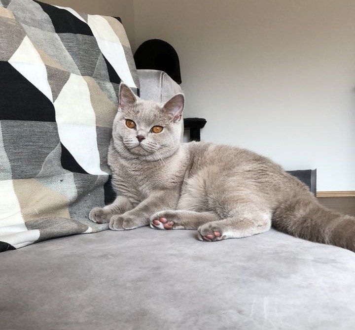 BKH, BKH Katze, BKH Kitten, Britisch Kurzhaar Katzen, BKH Kitten,  Britisch Kurzhaar Kitten, BKH Blue, BKH Züchter, BKH Züchter Niedersachsen, BKH Züchter Deutschland, Britisch Kurzhaar Züchter Deutschland, BKH Züchter NRW,  BKH vom Züchter, Britisch Kurzhaar Kitten vom Züchter, BKH Baby, Britisch Kurzhaar Blue, BKH Lilac, Britisch Kurzhaar Lilac, BKH Lilac Kitten, Britisch Kurzhaar Lilac Kitten, BKH Black Silver Tabby Classik, Britisch Kurzhaar Black Silver Tabby Classik, Britisch Kurzhaar Lilac Weiß, BKH Weiß, BKH HCM frei, Whiskas Katze.