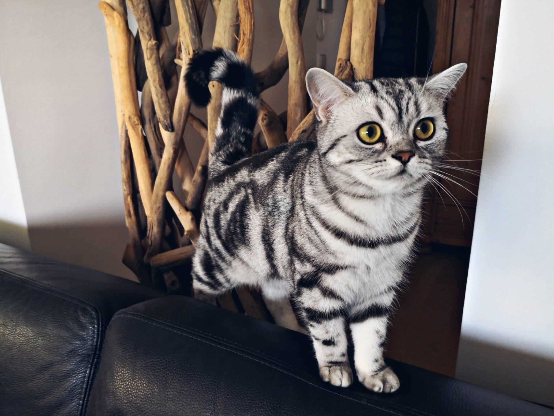 BKH, BKH Katze, BKH Kitten, Britisch Kurzhaar Katzen, BKH Kitten, Britisch Kurzhaar Kitten, BKH Blue, BKH Züchter, BKH Züchter Niedersachsen, BKH Züchter Deutschland, Britisch Kurzhaar Züchter Deutschland, BKH Züchter NRW, BKH vom Züchter, Britisch Kurzhaar Kitten vom Züchter, BKH Baby, Britisch Kurzhaar Blue, BKH Lilac, Britisch Kurzhaar Lilac, BKH Lilac Kitten, Britisch Kurzhaar Lilac Kitten, BKH Black Silver Tabby Classik, Britisch Kurzhaar Black Silver Tabby Classik, Britisch Kurzhaar Lilac Weiß, BKH Weiß, BKH HCM frei, Whiskas Katze.