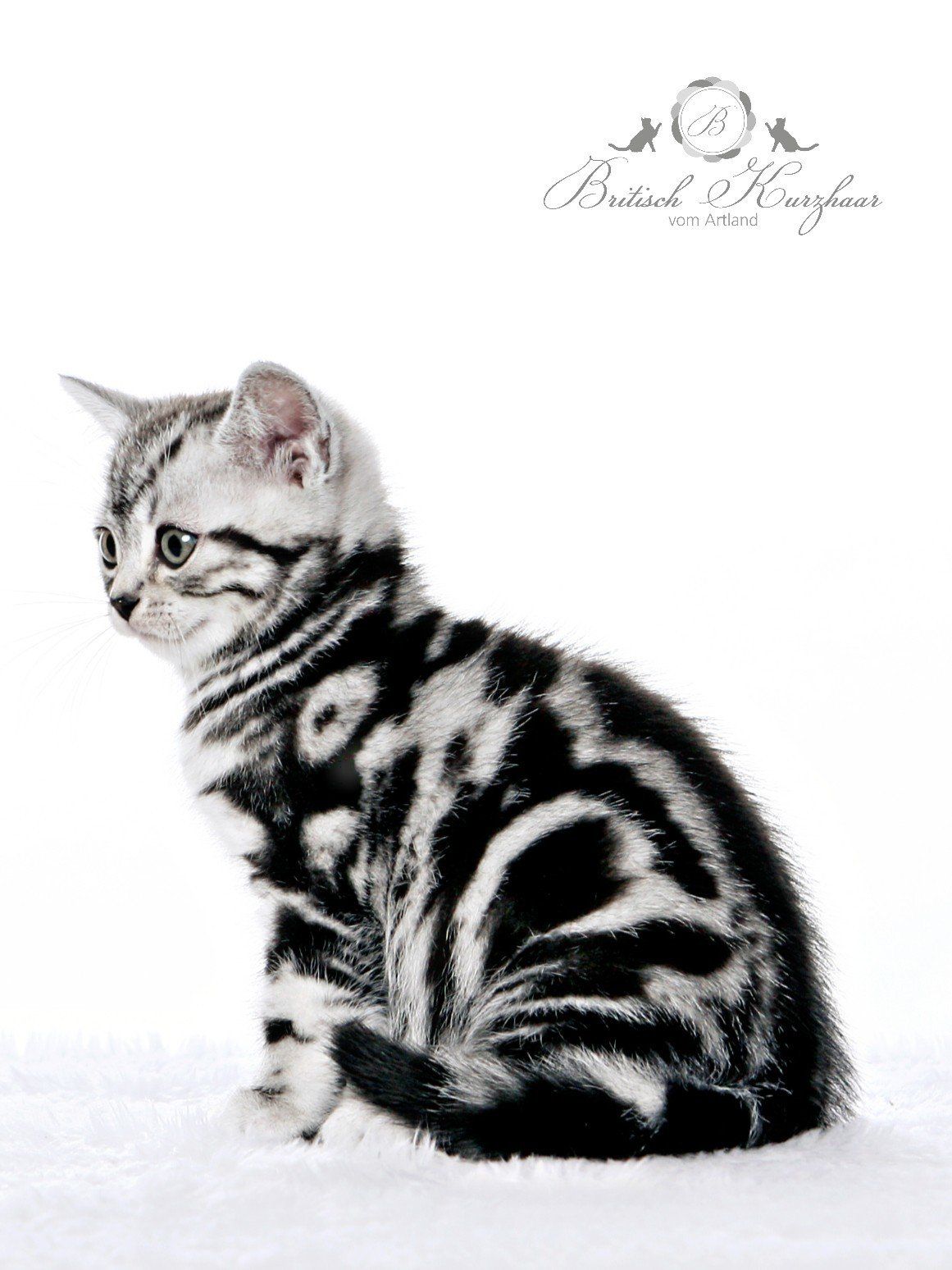 BKH, BKH Katze, BKH Kitten, Britisch Kurzhaar Katzen, BKH Kitten, Britisch Kurzhaar Kitten, BKH Blue, BKH Züchter, BKH Züchter Niedersachsen, BKH Züchter Deutschland, Britisch Kurzhaar Züchter Deutschland, BKH Züchter NRW, BKH vom Züchter, Britisch Kurzhaar Kitten vom Züchter, BKH Baby, Britisch Kurzhaar Blue, BKH Lilac, Britisch Kurzhaar Lilac, BKH Lilac Kitten, Britisch Kurzhaar Lilac Kitten, BKH Black Silver Tabby Classik, Britisch Kurzhaar Black Silver Tabby Classik, Britisch Kurzhaar Lilac Weiß, BKH Weiß, BKH HCM frei, Whiskas Katze.