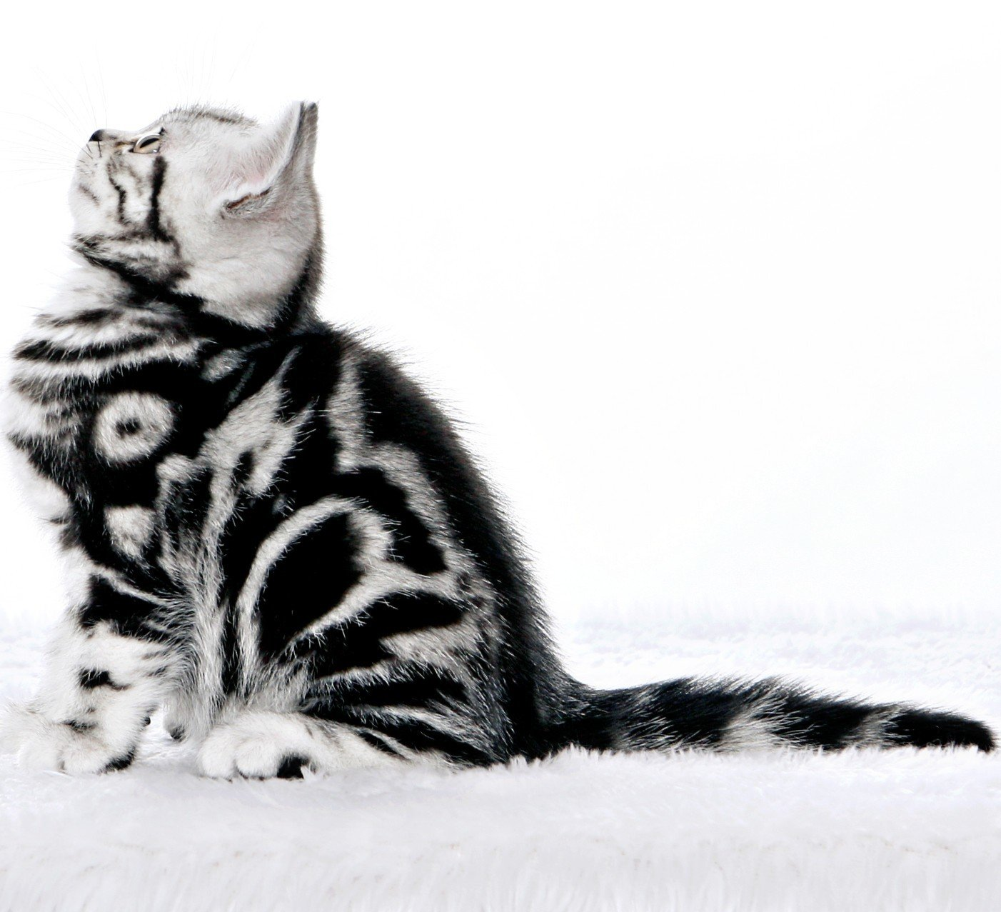 BKH, BKH Katze, BKH Kitten, Britisch Kurzhaar Katzen, BKH Kitten,  Britisch Kurzhaar Kitten, BKH Blue, BKH Züchter, BKH Züchter Niedersachsen, BKH Züchter Deutschland, Britisch Kurzhaar Züchter Deutschland, BKH Züchter NRW,  BKH vom Züchter, Britisch Kurzhaar Kitten vom Züchter, BKH Baby, Britisch Kurzhaar Blue, BKH Lilac, Britisch Kurzhaar Lilac, BKH Lilac Kitten, Britisch Kurzhaar Lilac Kitten, BKH Black Silver Tabby Classik, Britisch Kurzhaar Black Silver Tabby Classik, Britisch Kurzhaar Lilac Weiß, BKH Weiß, BKH HCM frei, Whiskas Katze.