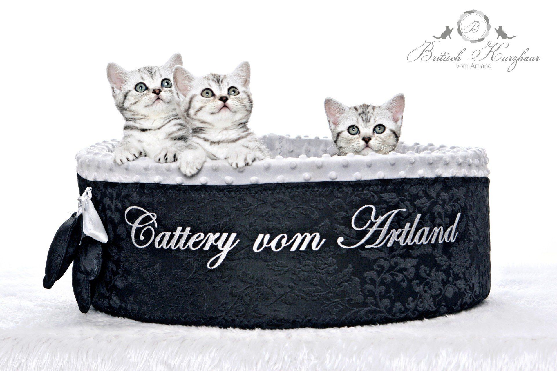 BKH, BKH Katze, BKH Kitten, Britisch Kurzhaar Katzen, BKH Kitten, Britisch Kurzhaar Kitten, BKH Blue, BKH Züchter, BKH Züchter Niedersachsen, BKH Züchter Deutschland, Britisch Kurzhaar Züchter Deutschland, BKH Züchter NRW, BKH vom Züchter, Britisch Kurzhaar Kitten vom Züchter, BKH Baby, Britisch Kurzhaar Blue, BKH Lilac, Britisch Kurzhaar Lilac, BKH Lilac Kitten, Britisch Kurzhaar Lilac Kitten, BKH Black Silver Tabby Classik, Britisch Kurzhaar Black Silver Tabby Classik, Britisch Kurzhaar Lilac Weiß, BKH Weiß, BKH HCM frei, Whiskas Katze.