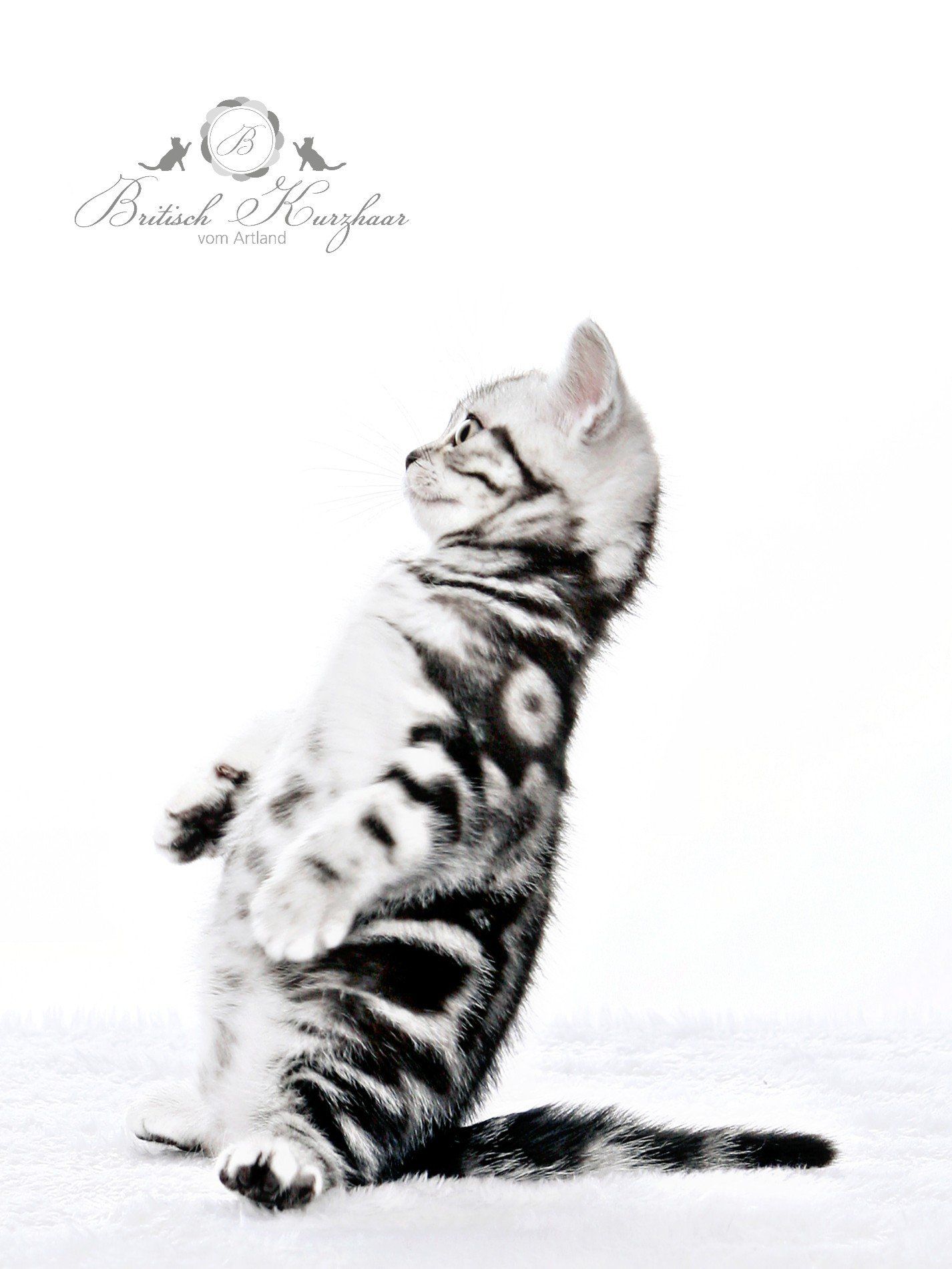 BKH, BKH Katze, BKH Kitten, Britisch Kurzhaar Katzen, BKH Kitten,  Britisch Kurzhaar Kitten, BKH Blue, BKH Züchter, BKH Züchter Niedersachsen, BKH Züchter Deutschland, Britisch Kurzhaar Züchter Deutschland, BKH Züchter NRW,  BKH vom Züchter, Britisch Kurzhaar Kitten vom Züchter, BKH Baby, Britisch Kurzhaar Blue, BKH Lilac, Britisch Kurzhaar Lilac, BKH Lilac Kitten, Britisch Kurzhaar Lilac Kitten, BKH Black Silver Tabby Classik, Britisch Kurzhaar Black Silver Tabby Classik, Britisch Kurzhaar Lilac Weiß, BKH Weiß, BKH HCM frei, Whiskas Katze.