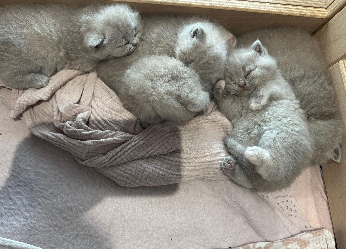 BKH, BKH Katze, BKH Kitten, Britisch Kurzhaar Katzen, BKH Kitten,  Britisch Kurzhaar Kitten, BKH Blue, BKH Züchter, BKH Züchter Niedersachsen, BKH Züchter Deutschland, Britisch Kurzhaar Züchter Deutschland, BKH Züchter NRW,  BKH vom Züchter, Britisch Kurzhaar Kitten vom Züchter, BKH Baby, Britisch Kurzhaar Blue, BKH Lilac, Britisch Kurzhaar Lilac, BKH Lilac Kitten, Britisch Kurzhaar Lilac Kitten, BKH Black Silver Tabby Classik, Britisch Kurzhaar Black Silver Tabby Classik, Britisch Kurzhaar Lilac Weiß, BKH Weiß, BKH HCM frei, Whiskas Katze.