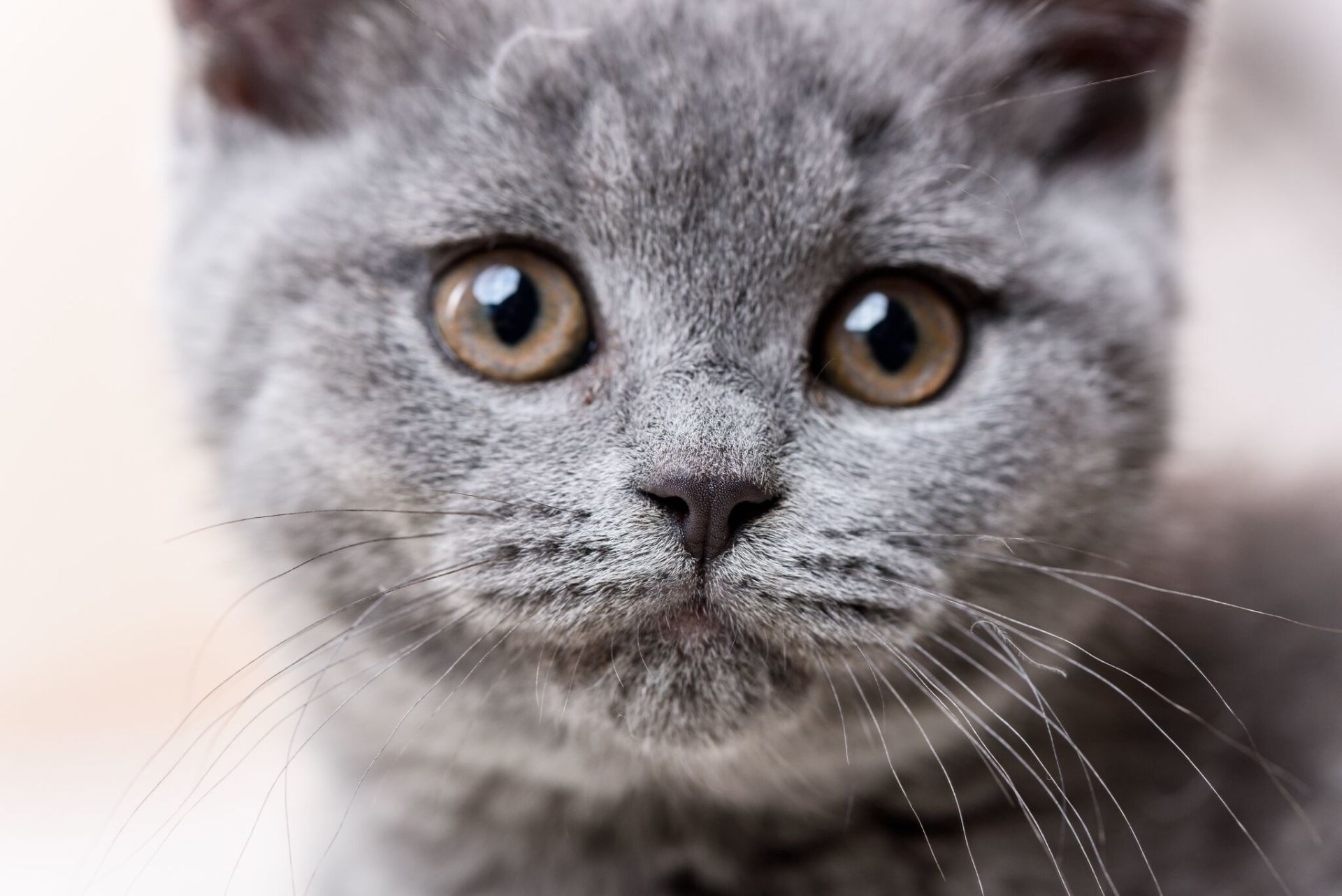 BKH, BKH Katze, BKH Kitten, Britisch Kurzhaar Katzen, BKH Kitten,  Britisch Kurzhaar Kitten, BKH Blue, BKH Züchter, BKH Züchter Niedersachsen, BKH Züchter Deutschland, Britisch Kurzhaar Züchter Deutschland, BKH Züchter NRW,  BKH vom Züchter, Britisch Kurzhaar Kitten vom Züchter, BKH Baby, Britisch Kurzhaar Blue, BKH Lilac, Britisch Kurzhaar Lilac, BKH Lilac Kitten, Britisch Kurzhaar Lilac Kitten, BKH Black Silver Tabby Classik, Britisch Kurzhaar Black Silver Tabby Classik, Britisch Kurzhaar Lilac Weiß, BKH Weiß, BKH HCM frei, Whiskas Katze.