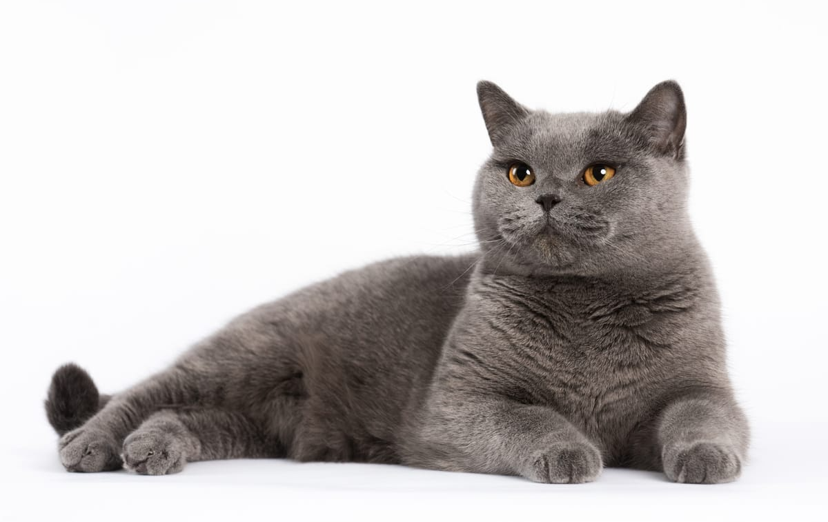 BKH, BKH Katze, BKH Kitten, Britisch Kurzhaar Katzen, BKH Kitten,  Britisch Kurzhaar Kitten, BKH Blue, BKH Züchter, BKH Züchter Niedersachsen, BKH Züchter Deutschland, Britisch Kurzhaar Züchter Deutschland, BKH Züchter NRW,  BKH vom Züchter, Britisch Kurzhaar Kitten vom Züchter, BKH Baby, Britisch Kurzhaar Blue, BKH Lilac, Britisch Kurzhaar Lilac, BKH Lilac Kitten, Britisch Kurzhaar Lilac Kitten, BKH Black Silver Tabby Classik, Britisch Kurzhaar Black Silver Tabby Classik, Britisch Kurzhaar Lilac Weiß, BKH Weiß, BKH HCM frei, Whiskas Katze.