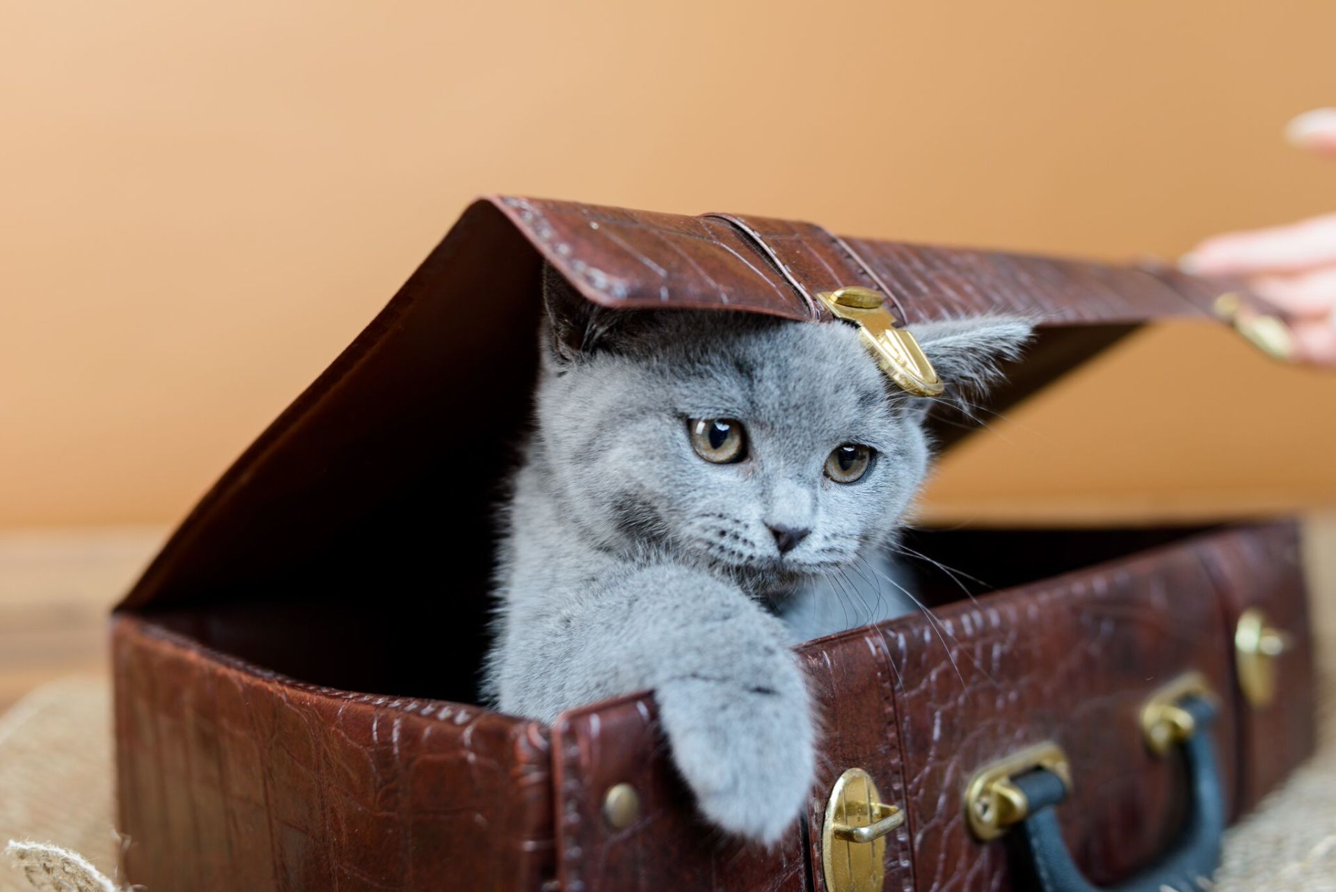 BKH, BKH Katze, BKH Kitten, Britisch Kurzhaar Katzen, BKH Kitten, Britisch Kurzhaar Kitten, BKH Blue, BKH Züchter, BKH Züchter Niedersachsen, BKH Züchter Deutschland, Britisch Kurzhaar Züchter Deutschland, BKH Züchter NRW, BKH vom Züchter, Britisch Kurzhaar Kitten vom Züchter, BKH Baby, Britisch Kurzhaar Blue, BKH Lilac, Britisch Kurzhaar Lilac, BKH Lilac Kitten, Britisch Kurzhaar Lilac Kitten, BKH Black Silver Tabby Classik, Britisch Kurzhaar Black Silver Tabby Classik, Britisch Kurzhaar Lilac Weiß, BKH Weiß, BKH HCM frei, Whiskas Katze.