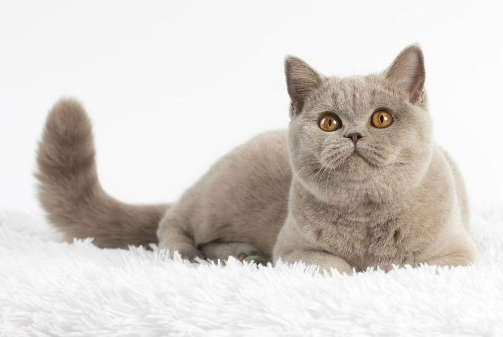 BKH, BKH Katze, BKH Kitten, Britisch Kurzhaar Katzen, BKH Kitten,  Britisch Kurzhaar Kitten, BKH Blue, BKH Züchter, BKH Züchter Niedersachsen, BKH Züchter Deutschland, Britisch Kurzhaar Züchter Deutschland, BKH Züchter NRW,  BKH vom Züchter, Britisch Kurzhaar Kitten vom Züchter, BKH Baby, Britisch Kurzhaar Blue, BKH Lilac, Britisch Kurzhaar Lilac, BKH Lilac Kitten, Britisch Kurzhaar Lilac Kitten, BKH Black Silver Tabby Classik, Britisch Kurzhaar Black Silver Tabby Classik, Britisch Kurzhaar Lilac Weiß, BKH Weiß, BKH HCM frei, Whiskas Katze.