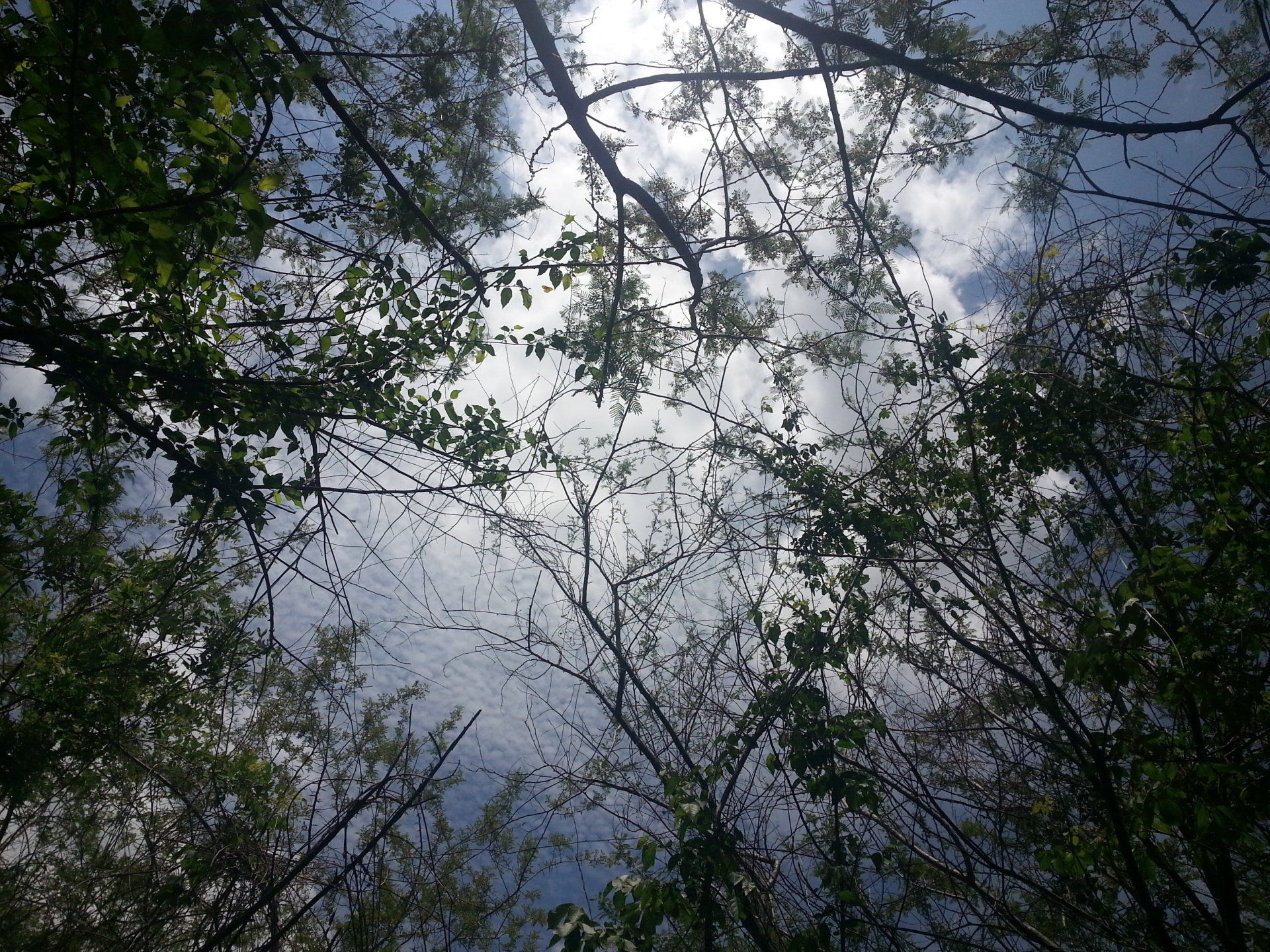 Ecoaldea Tamarindos UMA