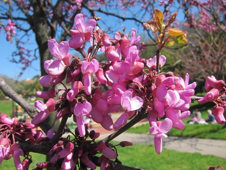 Voir la vie en rose