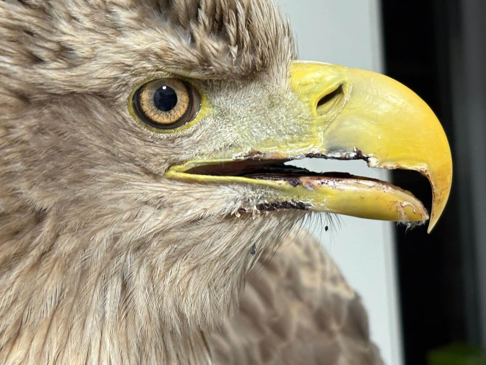 Drei Schwäne, deren Gefieder von Öl verklebt ist