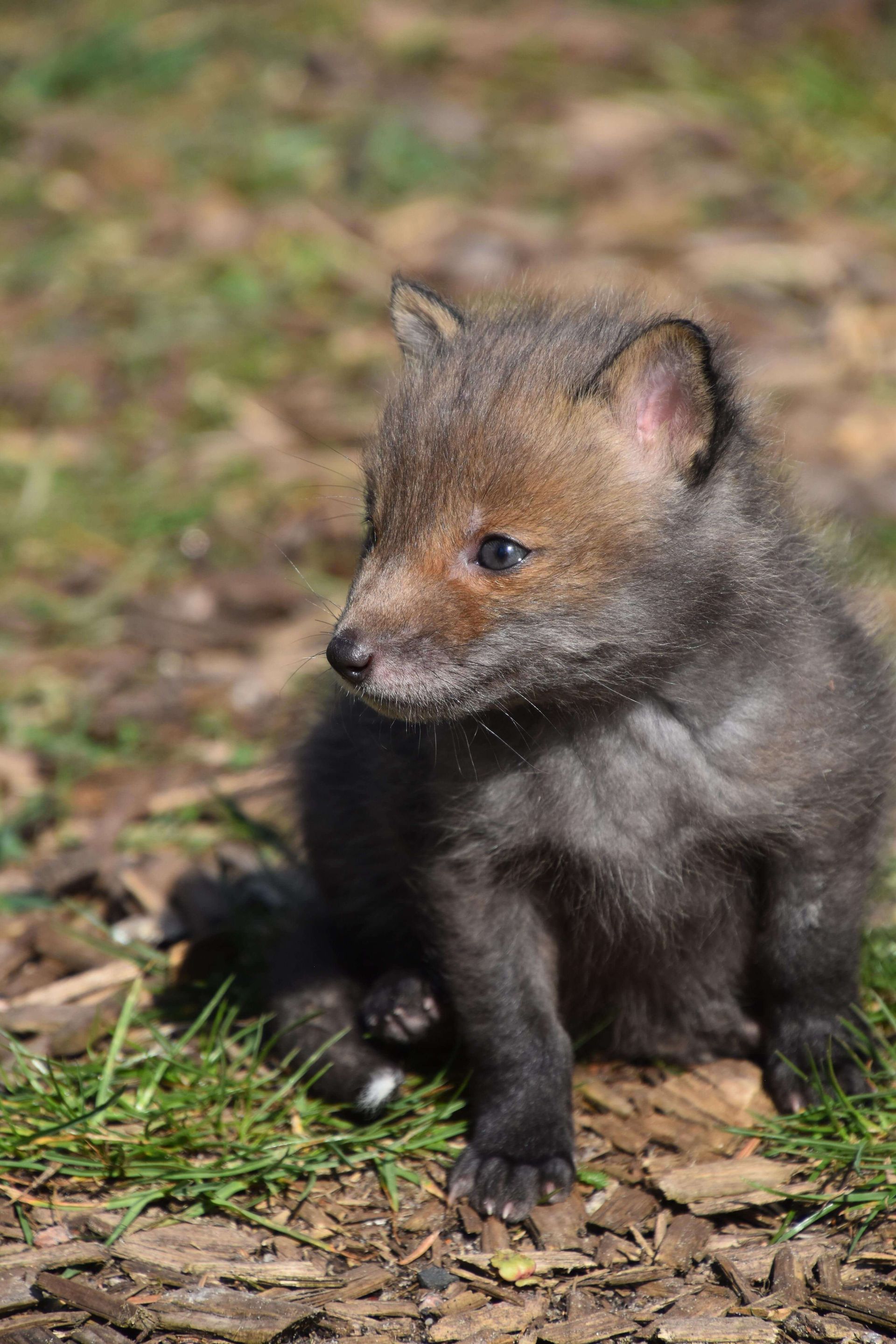 Drei Fuchsjunge in Nahaufnahme, einer schaut direkt in die Kamera