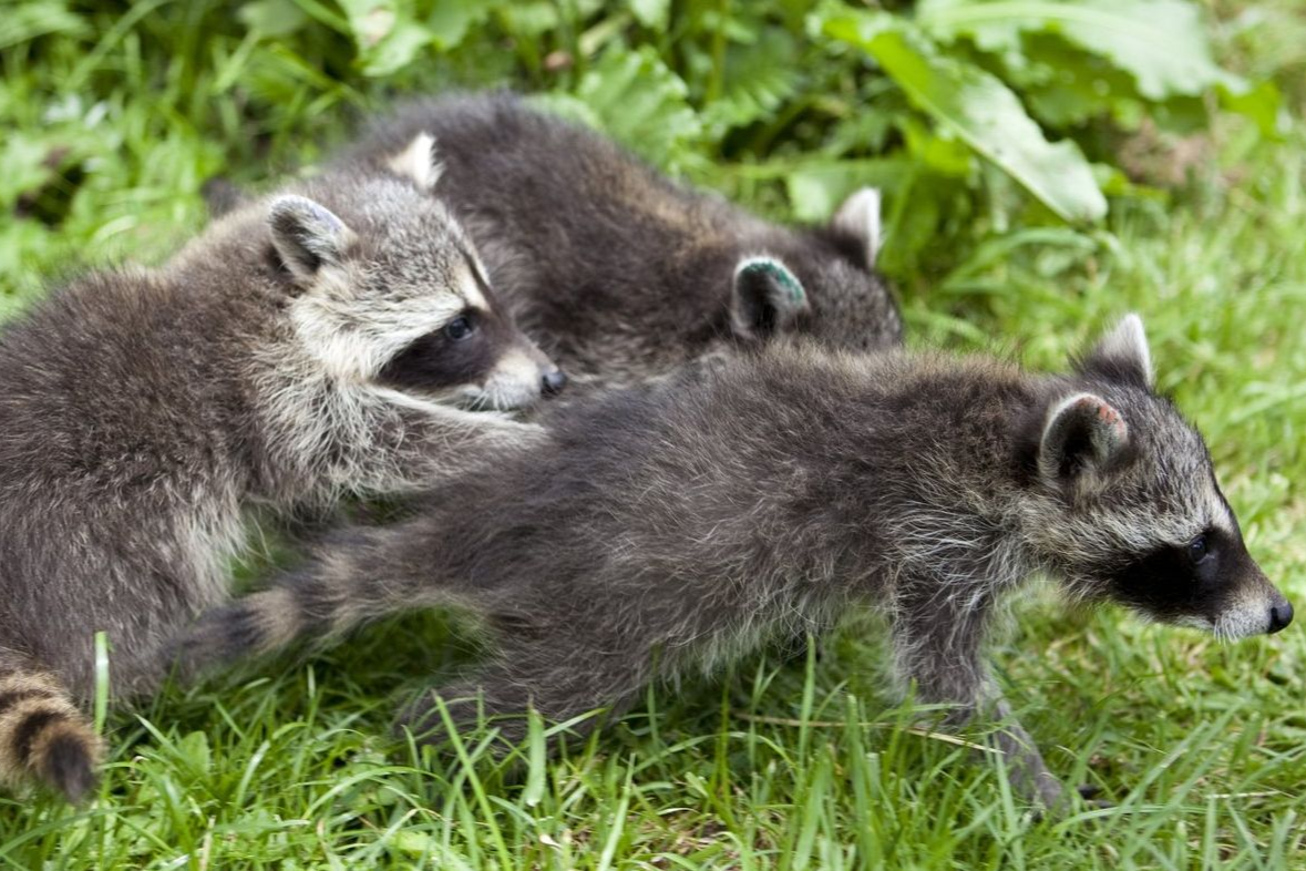Drei Waschbär-Jungen im Gras