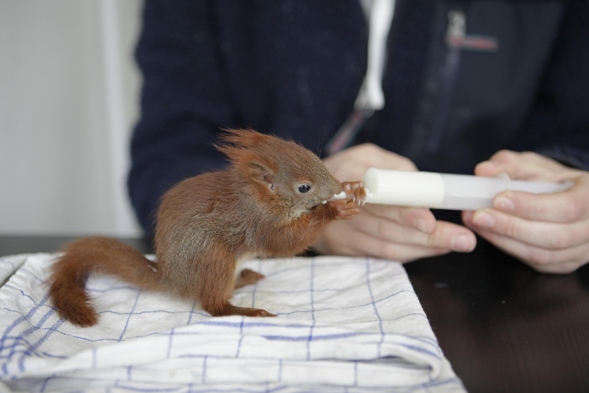 Ein junges Eichhörnchen wird von einer Pflegerin mit einer Milchspritze gefüttert