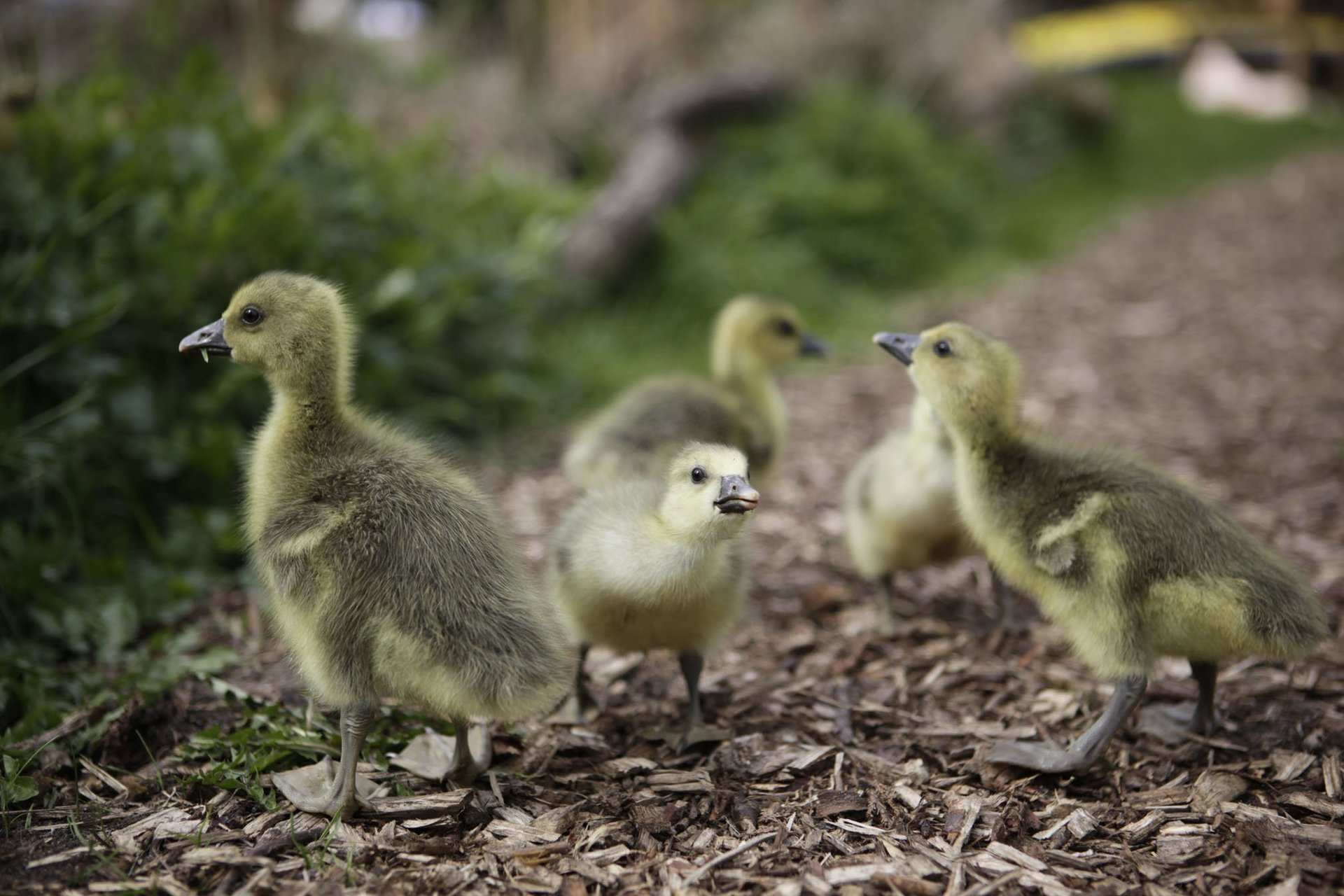 Fünf Gänseküken auf dem Gelände der Wildtier-Auffangstation