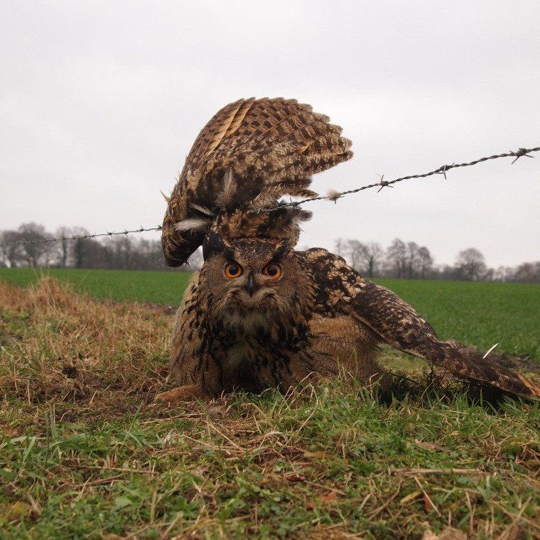 Ein Uhu hängt auf einer Wiese in einem Stacheldraht fest