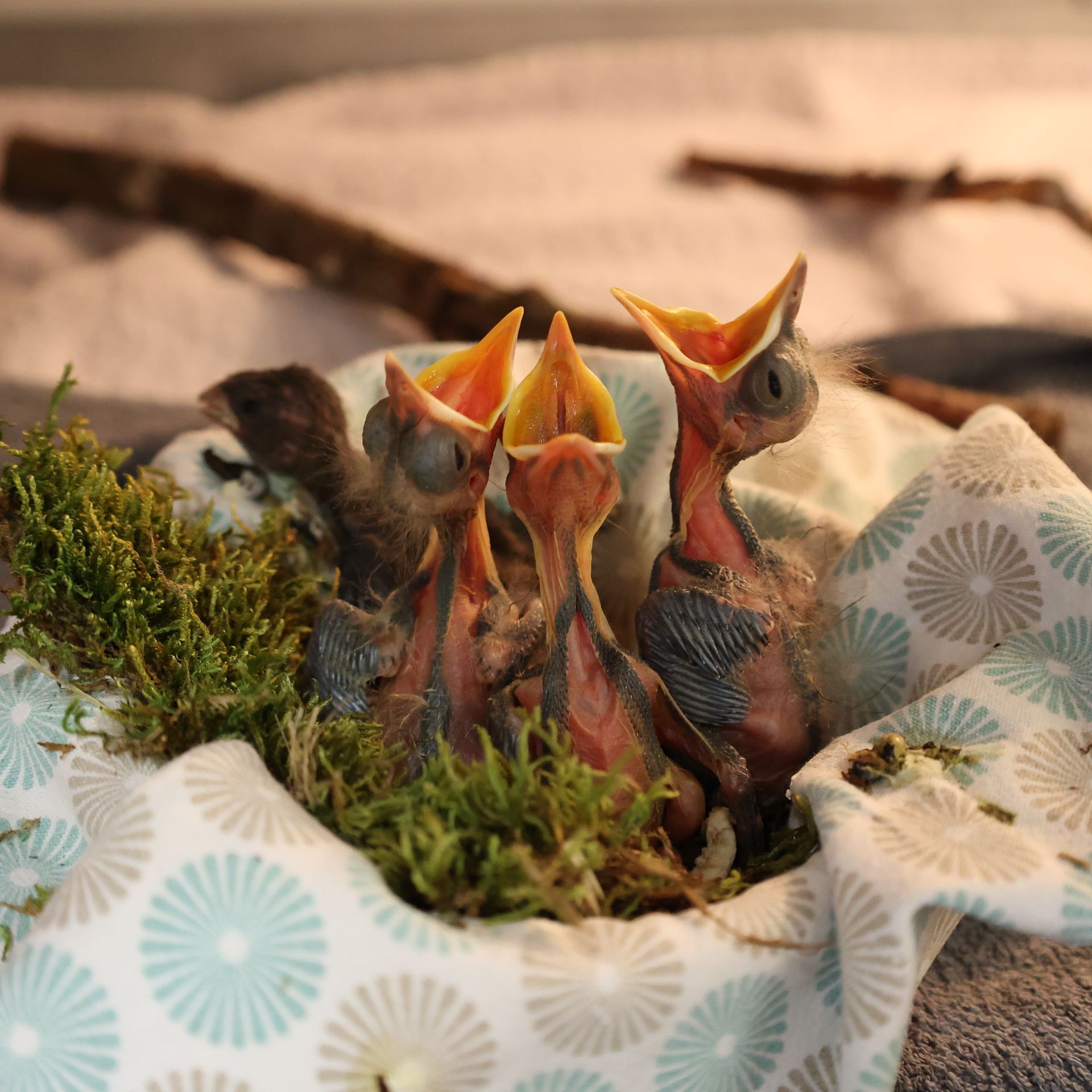 Drei Vogeljunge in einem Nest aus Handtüchern