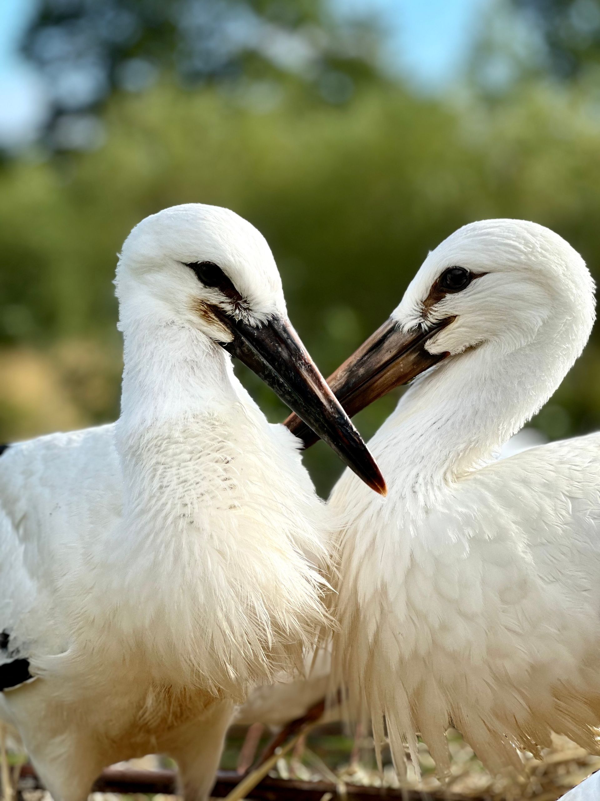 Nahaufnahme: Zwei Jungstörche sitzen eng beieinander