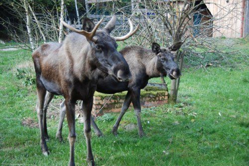 Elche Ferienpark Merkelbach ostharz