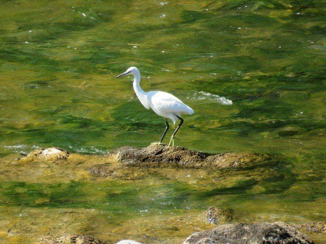 Aussac-gites Aigrette blanche