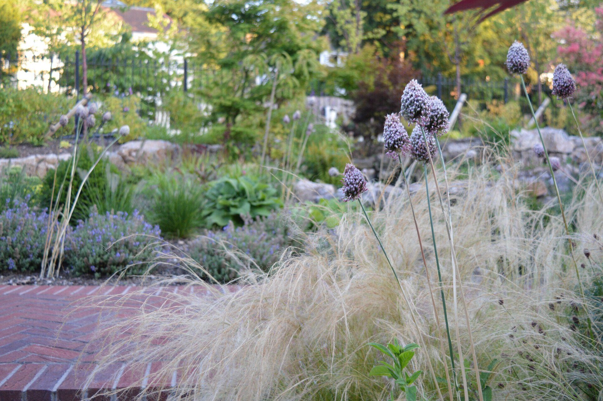 Front Garden - Stoke Bishop Bristol