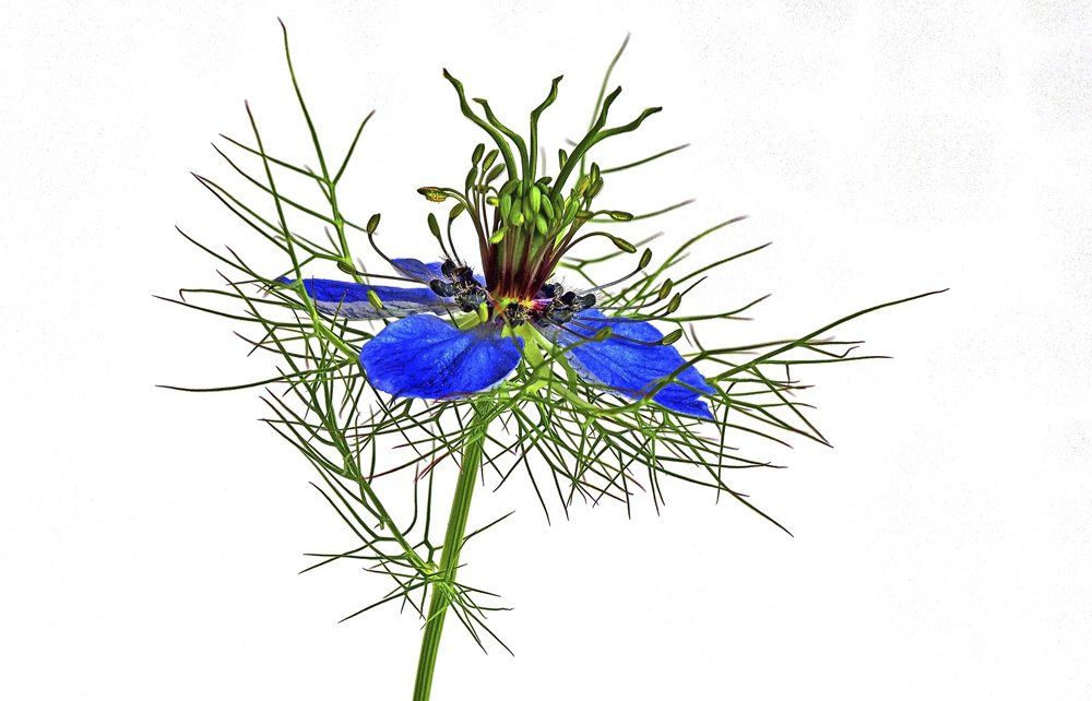 Meine Heimat Meine Heimat