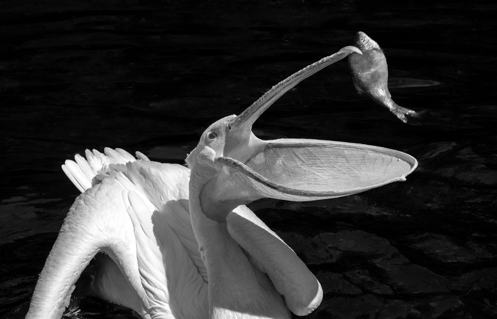 Zoo Heidelberg Zoo Heidelberg