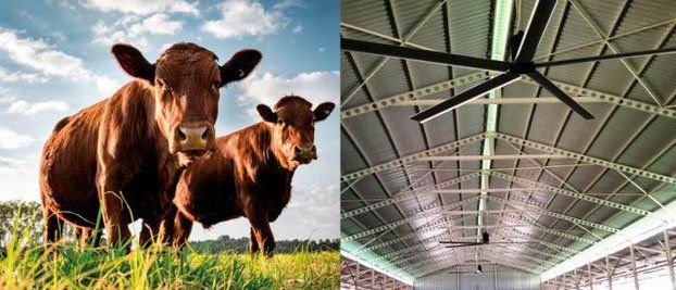 HVLS-ventilatoren-im-Kuhhaltung