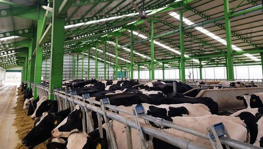 HVLS-dekenventilatoren-im-kuhhaltung