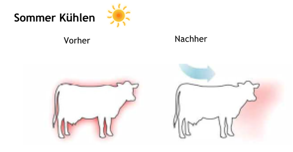 HVLS VENTILATOREN ZUR TIERWOHL KÜHLUNG