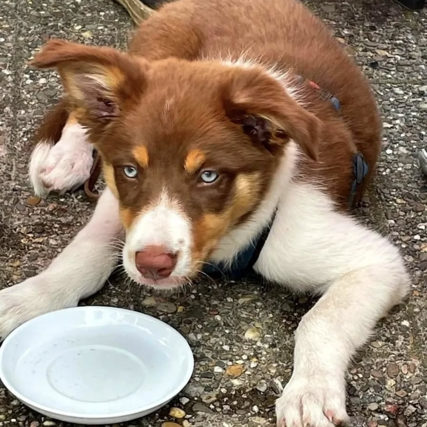 Brauner Hund mit blauen Augen liegt neben einem Wassernapf.