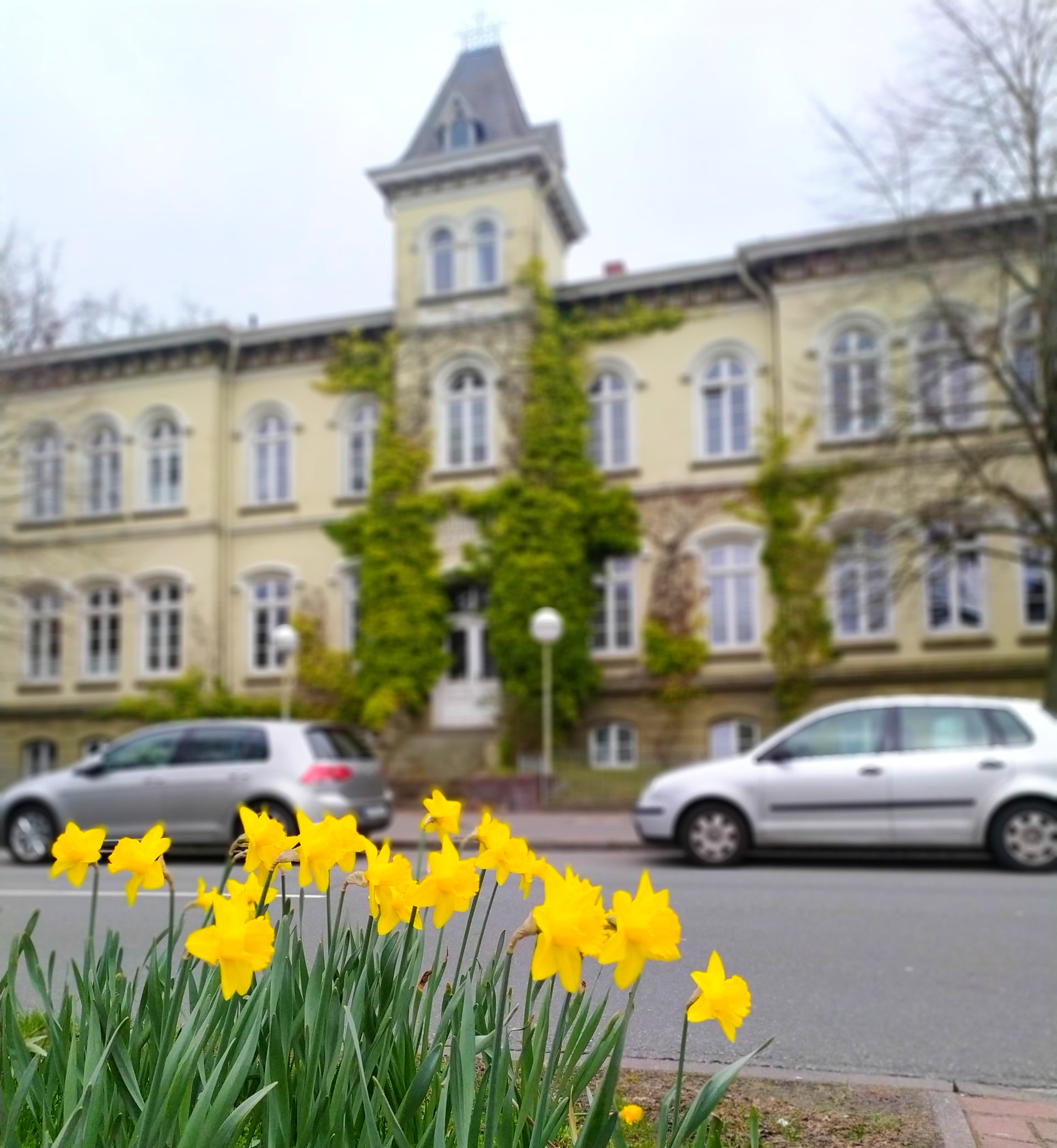 Gelbe Narzissen vor dem historischen Stiftungsgebäude.