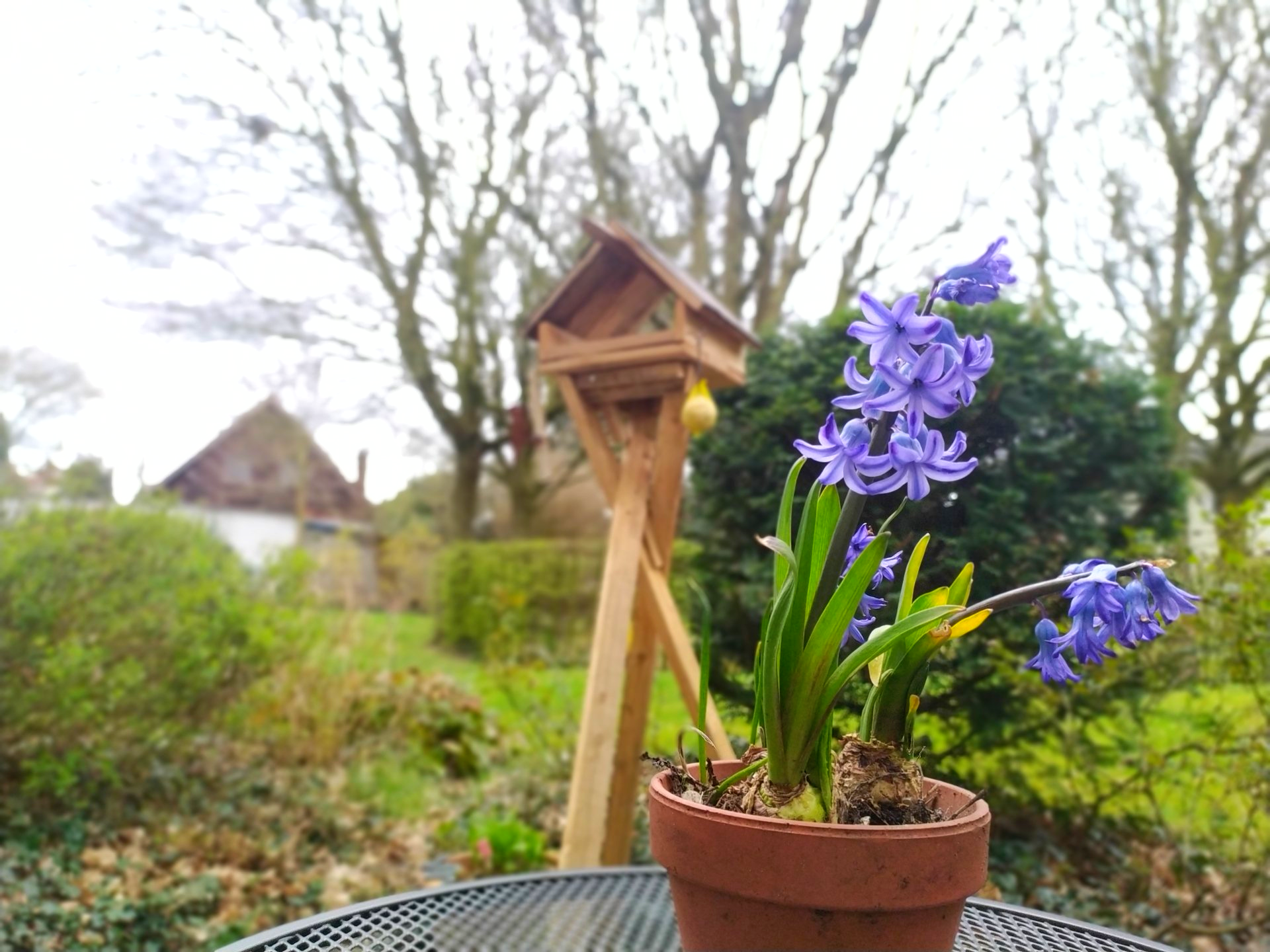 Blaue Frühlingsblume im Blumentopf im Garten. Vogelhaus im Hintergrund.
