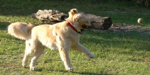 Golden retriever, akc, Breeder, legend golden retrievers, AKC, Breeder, AKC breeder, AKC breeder of Merit, Legend, Legenddogs, Legend Goldens, Legend golden retrievers, golden retriever, golden retriever puppies, golden retriever puppies for sale, golden retriever puppy, english cream golden retriever, mini golden retriever, red golden retriever, black golden retriever, white golden retriever, golden retriever puppies for sale near me, golden retriever puppies near me, english golden retriever, golden retriever price, golden retriever doggy, golden retriever for sale, golden retriever lifespan, miniature golden retriever, golden retriever breeders, baby golden retriever, cute golden retriever, golden retriever baby, golden retriever bf, golden retriever breeders near me, golden retriever dog, golden retriever near me, golden retriever vs labrador, puppy golden retriever, red golden retriever puppies, American golden retriever, golden retriever colors, golden retriever puppy near me, canadian golden retriever, cream golden retriever, field golden retriever, golden retriever breeder, golden retriever for sale near me, golden retriever puppies ohio, golden retriever weight, brown golden retriever, dark golden retriever, english cream golden retriever puppies for sale, golden retriever boy, golden retriever breeder near me, golden retriever energy, golden retriever personality, golden retriever pup for sale, golden retriever puppies nc, golden retriever puppy for sale, labrador vs golden retriever
AKC, Breeder, AKC breeder, AKC breeder of Merit, Legend, Legenddogs, Legend Goldens, Legend golden retrievers, golden retriever puppies, golden retriever puppies for sale, golden retriever puppy, golden retriever puppies for sale near me, golden retriever puppies near me, puppy golden retriever, red golden retriever puppies, golden retriever puppy near me, golden retriever puppies ohio, english cream golden retriever puppies for sale, golden retriever puppies nc, golden retriever puppy for sale, golden retriever puppies for sale $200, white golden retriever puppies, cute golden retriever puppies, english cream golden retriever puppies, golden retriever puppies indiana, golden retriever puppies mn, golden retriever puppies wisconsin, golden retriever puppy price, puppy for sale golden retriever, english golden retriever puppies, golden retriever puppies az, golden retriever puppies colorado, golden retriever puppies florida, golden retriever puppies georgia, golden retriever puppies oregon, golden retriever puppy for sale near me, labrador puppy vs golden retriever, red golden retriever puppies for sale, akc golden retriever puppies, golden retriever puppies iowa, golden retriever puppies price, black golden retriever puppy, cute golden retriever puppy, golden retriever puppies near me for sale, golden retriever puppies virginia, labrador golden retriever puppy, royal canin golden retriever puppy, cream golden retriever puppies, golden retriever puppies alabama, golden retriever puppies ct, golden retriever puppies houston, golden retriever puppies illinois, golden retriever puppies maine, golden retriever puppies michigan, golden retriever puppies photos, golden retriever puppies san diego, golden retriever puppies texas, golden retriever puppy photos, newborn golden retriever puppies, golden retriever puppies for sale in michigan, golden retriever puppies in michigan, golden retriever puppies for sale in ohio, AKC, Breeder, AKC breeder, AKC breeder of Merit, Legend, Legenddogs, Legend Goldens, Legend golden retrievers, , golden retriever puppies for sale, golden retriever puppies for sale near me, golden retriever for sale, golden retriever for sale near me, english cream golden retriever puppies for sale, golden retriever pup for sale, golden retriever puppy for sale, golden retriever puppies for sale $200, puppy for sale golden retriever, golden retriever puppy for sale near me, golden retriever pups for sale near me, red golden retriever puppies for sale, golden retriever sale, miniature golden retriever for sale, golden retriever puppies near me for sale, adult golden retriever for sale, english cream golden retriever for sale, english golden retriever puppies for sale, golden retriever dogs for sale, golden retriever near me for sale, red golden retriever for sale, english cream golden retriever puppies for sale near me, white golden retriever puppies for sale, golden retriever litter for sale, golden retriever puppies for sale in pa, golden retriever puppies for sale los angeles, miniature golden retriever for sale near me, black golden retriever puppies for sale, golden retriever on sale, golden retriever puppies for sale in michigan, golden retriever puppies for sale in mn, golden retriever puppies for sale in texas, baby golden retriever for sale, black golden retriever for sale, black golden retriever puppy for sale, english golden retriever for sale, golden retriever puppies for sale $500, golden retriever puppies for sale chicago, golden retriever puppies for sale in nc, golden retriever puppies for sale in nj, golden retriever puppies for sale in ohio, golden retriever puppies for sale near me under $500, golden retriever puppies sale, mini golden retriever for sale near me, small golden retriever for sale, dark red golden retriever puppies for sale, golden retriever puppies for sale in az, golden retriever puppies for sale in ct, golden retriever puppies for sale michigan, golden retriever puppies for sale ohio, golden retriever puppies in michigan for sale, golden retriever breeders, AKC, Breeder, AKC breeder, AKC breeder of Merit, Legend, Legenddogs, Legend Goldens, Legend golden retrievers, golden retriever breeders near me, golden retriever breeders florida, golden retriever breeders colorado, golden retriever breeders in ma, golden retriever breeders texas, best golden retriever breeders, english cream golden retriever breeders, golden retriever breeders georgia, golden retriever breeders in pa, golden retriever breeders nc, golden retriever breeders ohio, golden retriever breeders wisconsin, golden retriever breeders california, golden retriever breeders ct, golden retriever breeders illinois, golden retriever breeders michigan, golden retriever breeders mn, golden retriever breeders nj, golden retriever breeders indiana, golden retriever breeders va, red golden retriever breeders, golden retriever breeders az, golden retriever breeders in nh, golden retriever breeders maryland, golden retriever breeders ny, golden retriever breeders oregon, golden retriever breeders sc, golden retriever breeders washington, akc golden retriever breeders, english cream golden retriever breeders near me, english golden retriever breeders, golden retriever breeders north carolina, golden retriever dog breeders near me, mini golden retriever breeders, golden retriever breeders alabama, golden retriever breeders in iowa, golden retriever breeders in maine, golden retriever breeders in mn, golden retriever breeders in nc, golden retriever breeders in new england, golden retriever breeders in tn, golden retriever breeders minnesota, golden retriever breeders missouri, golden retriever breeders new england, golden retriever puppy breeders, wisconsin golden retriever breeders, field golden retriever breeders, golden retriever breeders houston,