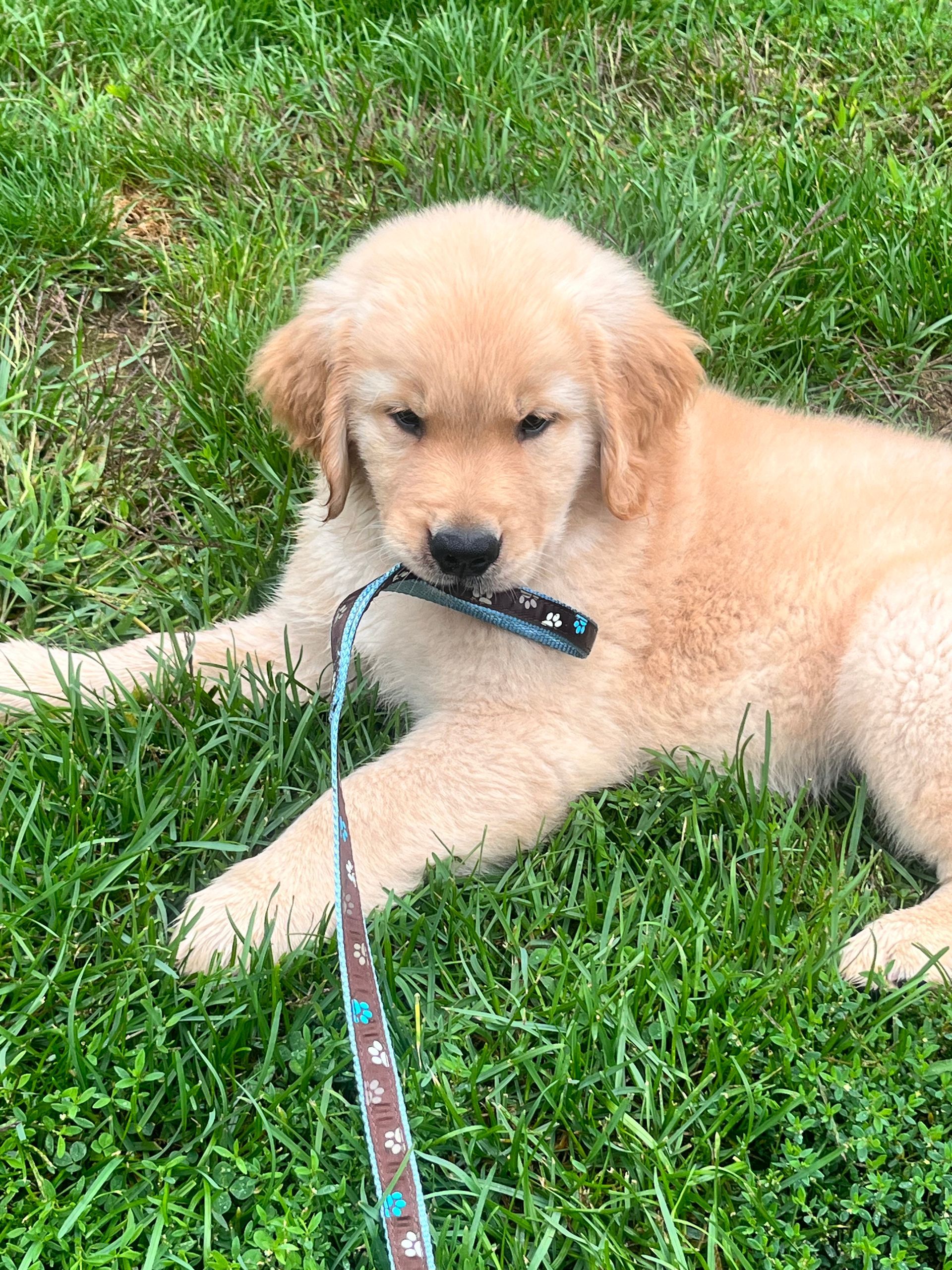 Legend Golden Retriever Puppy