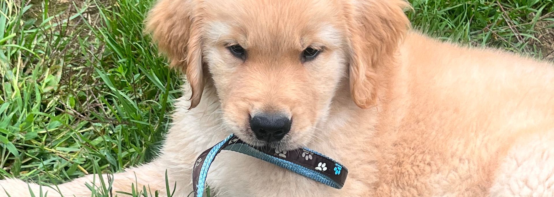 Golden retriever, akc, Breeder, legend golden retrievers, AKC, Breeder, AKC breeder, AKC breeder of Merit, Legend, Legenddogs, Legend Goldens, Legend golden retrievers, golden retriever, golden retriever puppies, golden retriever puppies for sale, golden retriever puppy, english cream golden retriever, mini golden retriever, red golden retriever, black golden retriever, white golden retriever, golden retriever puppies for sale near me, golden retriever puppies near me, english golden retriever, golden retriever price, golden retriever doggy, golden retriever for sale, golden retriever lifespan, miniature golden retriever, golden retriever breeders, baby golden retriever, cute golden retriever, golden retriever baby, golden retriever bf, golden retriever breeders near me, golden retriever dog, golden retriever near me, golden retriever vs labrador, puppy golden retriever, red golden retriever puppies, American golden retriever, golden retriever colors, golden retriever puppy near me, canadian golden retriever, cream golden retriever, field golden retriever, golden retriever breeder, golden retriever for sale near me, golden retriever puppies ohio, golden retriever weight, brown golden retriever, dark golden retriever, english cream golden retriever puppies for sale, golden retriever boy, golden retriever breeder near me, golden retriever energy, golden retriever personality, golden retriever pup for sale, golden retriever puppies nc, golden retriever puppy for sale, labrador vs golden retriever
AKC, Breeder, AKC breeder, AKC breeder of Merit, Legend, Legenddogs, Legend Goldens, Legend golden retrievers, golden retriever puppies, golden retriever puppies for sale, golden retriever puppy, golden retriever puppies for sale near me, golden retriever puppies near me, puppy golden retriever, red golden retriever puppies, golden retriever puppy near me, golden retriever puppies ohio, english cream golden retriever puppies for sale, golden retriever puppies nc, golden retriever puppy for sale, golden retriever puppies for sale $200, white golden retriever puppies, cute golden retriever puppies, english cream golden retriever puppies, golden retriever puppies indiana, golden retriever puppies mn, golden retriever puppies wisconsin, golden retriever puppy price, puppy for sale golden retriever, english golden retriever puppies, golden retriever puppies az, golden retriever puppies colorado, golden retriever puppies florida, golden retriever puppies georgia, golden retriever puppies oregon, golden retriever puppy for sale near me, labrador puppy vs golden retriever, red golden retriever puppies for sale, akc golden retriever puppies, golden retriever puppies iowa, golden retriever puppies price, black golden retriever puppy, cute golden retriever puppy, golden retriever puppies near me for sale, golden retriever puppies virginia, labrador golden retriever puppy, royal canin golden retriever puppy, cream golden retriever puppies, golden retriever puppies alabama, golden retriever puppies ct, golden retriever puppies houston, golden retriever puppies illinois, golden retriever puppies maine, golden retriever puppies michigan, golden retriever puppies photos, golden retriever puppies san diego, golden retriever puppies texas, golden retriever puppy photos, newborn golden retriever puppies, golden retriever puppies for sale in michigan, golden retriever puppies in michigan, golden retriever puppies for sale in ohio, AKC, Breeder, AKC breeder, AKC breeder of Merit, Legend, Legenddogs, Legend Goldens, Legend golden retrievers, , golden retriever puppies for sale, golden retriever puppies for sale near me, golden retriever for sale, golden retriever for sale near me, english cream golden retriever puppies for sale, golden retriever pup for sale, golden retriever puppy for sale, golden retriever puppies for sale $200, puppy for sale golden retriever, golden retriever puppy for sale near me, golden retriever pups for sale near me, red golden retriever puppies for sale, golden retriever sale, miniature golden retriever for sale, golden retriever puppies near me for sale, adult golden retriever for sale, english cream golden retriever for sale, english golden retriever puppies for sale, golden retriever dogs for sale, golden retriever near me for sale, red golden retriever for sale, english cream golden retriever puppies for sale near me, white golden retriever puppies for sale, golden retriever litter for sale, golden retriever puppies for sale in pa, golden retriever puppies for sale los angeles, miniature golden retriever for sale near me, black golden retriever puppies for sale, golden retriever on sale, golden retriever puppies for sale in michigan, golden retriever puppies for sale in mn, golden retriever puppies for sale in texas, baby golden retriever for sale, black golden retriever for sale, black golden retriever puppy for sale, english golden retriever for sale, golden retriever puppies for sale $500, golden retriever puppies for sale chicago, golden retriever puppies for sale in nc, golden retriever puppies for sale in nj, golden retriever puppies for sale in ohio, golden retriever puppies for sale near me under $500, golden retriever puppies sale, mini golden retriever for sale near me, small golden retriever for sale, dark red golden retriever puppies for sale, golden retriever puppies for sale in az, golden retriever puppies for sale in ct, golden retriever puppies for sale michigan, golden retriever puppies for sale ohio, golden retriever puppies in michigan for sale, golden retriever breeders, AKC, Breeder, AKC breeder, AKC breeder of Merit, Legend, Legenddogs, Legend Goldens, Legend golden retrievers, golden retriever breeders near me, golden retriever breeders florida, golden retriever breeders colorado, golden retriever breeders in ma, golden retriever breeders texas, best golden retriever breeders, english cream golden retriever breeders, golden retriever breeders georgia, golden retriever breeders in pa, golden retriever breeders nc, golden retriever breeders ohio, golden retriever breeders wisconsin, golden retriever breeders california, golden retriever breeders ct, golden retriever breeders illinois, golden retriever breeders michigan, golden retriever breeders mn, golden retriever breeders nj, golden retriever breeders indiana, golden retriever breeders va, red golden retriever breeders, golden retriever breeders az, golden retriever breeders in nh, golden retriever breeders maryland, golden retriever breeders ny, golden retriever breeders oregon, golden retriever breeders sc, golden retriever breeders washington, akc golden retriever breeders, english cream golden retriever breeders near me, english golden retriever breeders, golden retriever breeders north carolina, golden retriever dog breeders near me, mini golden retriever breeders, golden retriever breeders alabama, golden retriever breeders in iowa, golden retriever breeders in maine, golden retriever breeders in mn, golden retriever breeders in nc, golden retriever breeders in new england, golden retriever breeders in tn, golden retriever breeders minnesota, golden retriever breeders missouri, golden retriever breeders new england, golden retriever puppy breeders, wisconsin golden retriever breeders, field golden retriever breeders, golden retriever breeders houston,