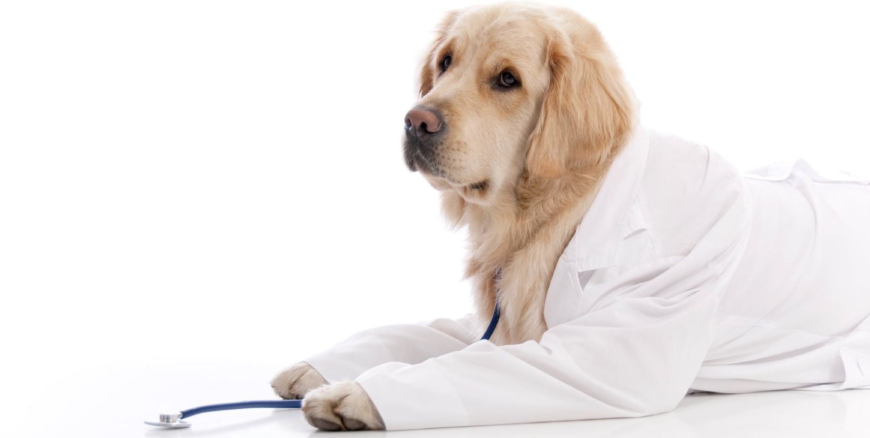 Golden retriever, akc, Breeder, legend golden retrievers, Golden retriever, akc, Breeder, legend golden retrievers, AKC, Breeder, AKC breeder, AKC breeder of Merit, Legend, Legenddogs, Legend Goldens, Legend golden retrievers, golden retriever, golden retriever puppies, golden retriever puppies for sale, golden retriever puppy, english cream golden retriever, mini golden retriever, red golden retriever, black golden retriever, white golden retriever, golden retriever puppies for sale near me, golden retriever puppies near me, english golden retriever, golden retriever price, golden retriever doggy, golden retriever for sale, golden retriever lifespan, miniature golden retriever, golden retriever breeders, baby golden retriever, cute golden retriever, golden retriever baby, golden retriever bf, golden retriever breeders near me, golden retriever dog, golden retriever near me, golden retriever vs labrador, puppy golden retriever, red golden retriever puppies, American golden retriever, golden retriever colors, golden retriever puppy near me, canadian golden retriever, cream golden retriever, field golden retriever, golden retriever breeder, golden retriever for sale near me, golden retriever puppies ohio, golden retriever weight, brown golden retriever, dark golden retriever, english cream golden retriever puppies for sale, golden retriever boy, golden retriever breeder near me, golden retriever energy, golden retriever personality, golden retriever pup for sale, golden retriever puppies nc, golden retriever puppy for sale, labrador vs golden retriever
AKC, Breeder, AKC breeder, AKC breeder of Merit, Legend, Legenddogs, Legend Goldens, Legend golden retrievers, golden retriever puppies, golden retriever puppies for sale, golden retriever puppy, golden retriever puppies for sale near me, golden retriever puppies near me, puppy golden retriever, red golden retriever puppies, golden retriever puppy near me, golden retriever puppies ohio, english cream golden retriever puppies for sale, golden retriever puppies nc, golden retriever puppy for sale, golden retriever puppies for sale $200, white golden retriever puppies, cute golden retriever puppies, english cream golden retriever puppies, golden retriever puppies indiana, golden retriever puppies mn, golden retriever puppies wisconsin, golden retriever puppy price, puppy for sale golden retriever, english golden retriever puppies, golden retriever puppies az, golden retriever puppies colorado, golden retriever puppies florida, golden retriever puppies georgia, golden retriever puppies oregon, golden retriever puppy for sale near me, labrador puppy vs golden retriever, red golden retriever puppies for sale, akc golden retriever puppies, golden retriever puppies iowa, golden retriever puppies price, black golden retriever puppy, cute golden retriever puppy, golden retriever puppies near me for sale, golden retriever puppies virginia, labrador golden retriever puppy, royal canin golden retriever puppy, cream golden retriever puppies, golden retriever puppies alabama, golden retriever puppies ct, golden retriever puppies houston, golden retriever puppies illinois, golden retriever puppies maine, golden retriever puppies michigan, golden retriever puppies photos, golden retriever puppies san diego, golden retriever puppies texas, golden retriever puppy photos, newborn golden retriever puppies, golden retriever puppies for sale in michigan, golden retriever puppies in michigan, golden retriever puppies for sale in ohio, AKC, Breeder, AKC breeder, AKC breeder of Merit, Legend, Legenddogs, Legend Goldens, Legend golden retrievers, , golden retriever puppies for sale, golden retriever puppies for sale near me, golden retriever for sale, golden retriever for sale near me, english cream golden retriever puppies for sale, golden retriever pup for sale, golden retriever puppy for sale, golden retriever puppies for sale $200, puppy for sale golden retriever, golden retriever puppy for sale near me, golden retriever pups for sale near me, red golden retriever puppies for sale, golden retriever sale, miniature golden retriever for sale, golden retriever puppies near me for sale, adult golden retriever for sale, english cream golden retriever for sale, english golden retriever puppies for sale, golden retriever dogs for sale, golden retriever near me for sale, red golden retriever for sale, english cream golden retriever puppies for sale near me, white golden retriever puppies for sale, golden retriever litter for sale, golden retriever puppies for sale in pa, golden retriever puppies for sale los angeles, miniature golden retriever for sale near me, black golden retriever puppies for sale, golden retriever on sale, golden retriever puppies for sale in michigan, golden retriever puppies for sale in mn, golden retriever puppies for sale in texas, baby golden retriever for sale, black golden retriever for sale, black golden retriever puppy for sale, english golden retriever for sale, golden retriever puppies for sale $500, golden retriever puppies for sale chicago, golden retriever puppies for sale in nc, golden retriever puppies for sale in nj, golden retriever puppies for sale in ohio, golden retriever puppies for sale near me under $500, golden retriever puppies sale, mini golden retriever for sale near me, small golden retriever for sale, dark red golden retriever puppies for sale, golden retriever puppies for sale in az, golden retriever puppies for sale in ct, golden retriever puppies for sale michigan, golden retriever puppies for sale ohio, golden retriever puppies in michigan for sale, golden retriever breeders, AKC, Breeder, AKC breeder, AKC breeder of Merit, Legend, Legenddogs, Legend Goldens, Legend golden retrievers, golden retriever breeders near me, golden retriever breeders florida, golden retriever breeders colorado, golden retriever breeders in ma, golden retriever breeders texas, best golden retriever breeders, english cream golden retriever breeders, golden retriever breeders georgia, golden retriever breeders in pa, golden retriever breeders nc, golden retriever breeders ohio, golden retriever breeders wisconsin, golden retriever breeders california, golden retriever breeders ct, golden retriever breeders illinois, golden retriever breeders michigan, golden retriever breeders mn, golden retriever breeders nj, golden retriever breeders indiana, golden retriever breeders va, red golden retriever breeders, golden retriever breeders az, golden retriever breeders in nh, golden retriever breeders maryland, golden retriever breeders ny, golden retriever breeders oregon, golden retriever breeders sc, golden retriever breeders washington, akc golden retriever breeders, english cream golden retriever breeders near me, english golden retriever breeders, golden retriever breeders north carolina, golden retriever dog breeders near me, mini golden retriever breeders, golden retriever breeders alabama, golden retriever breeders in iowa, golden retriever breeders in maine, golden retriever breeders in mn, golden retriever breeders in nc, golden retriever breeders in new england, golden retriever breeders in tn, golden retriever breeders minnesota, golden retriever breeders missouri, golden retriever breeders new england, golden retriever puppy breeders, wisconsin golden retriever breeders, field golden retriever breeders, golden retriever breeders houston,