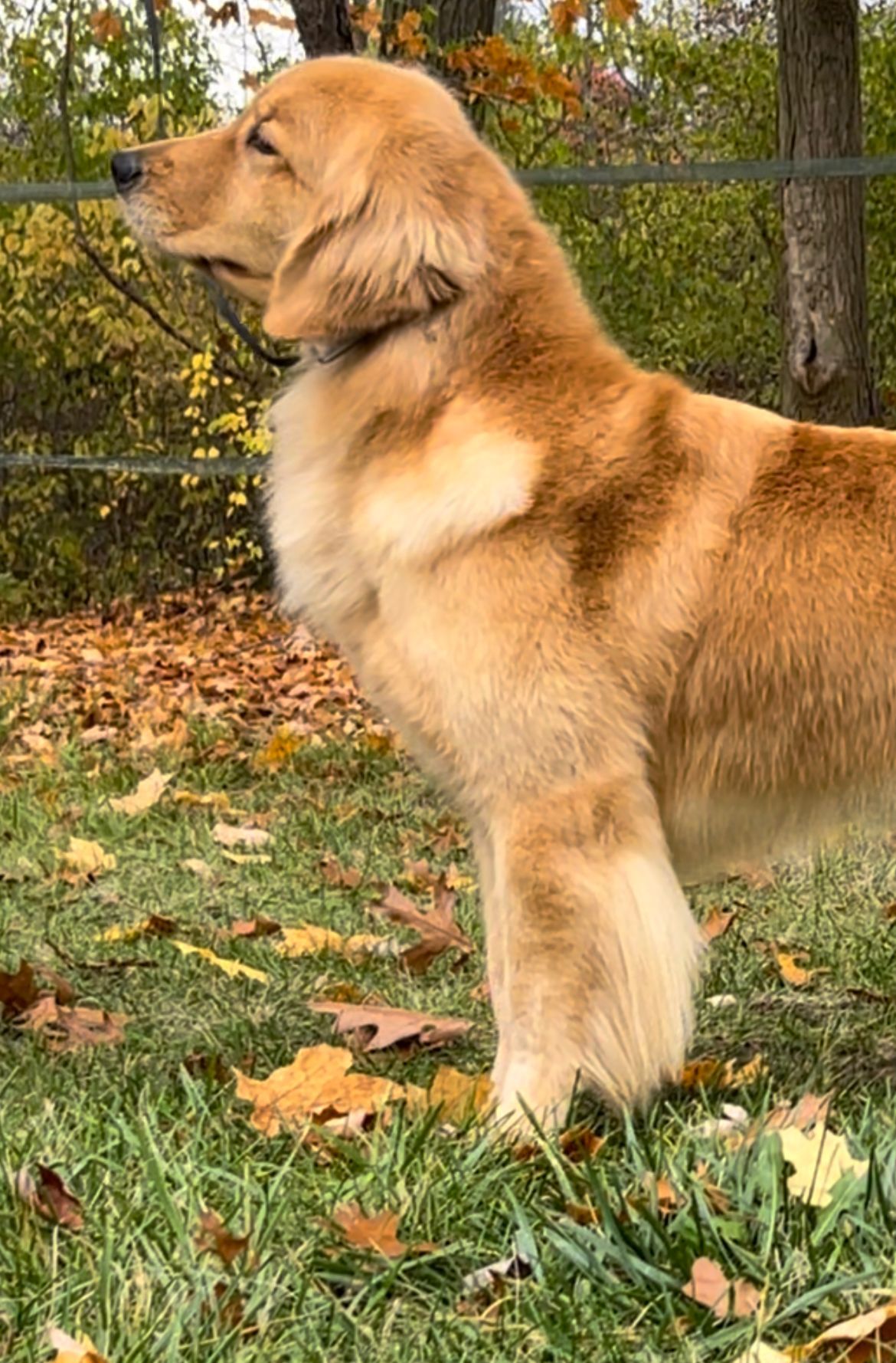 Golden retriever, akc, Breeder, legend golden retrievers, AKC, Breeder, AKC breeder, AKC breeder of Merit, Legend, Legenddogs, Legend Goldens, Legend golden retrievers, golden retriever, golden retriever puppies, golden retriever puppies for sale, golden retriever puppy, english cream golden retriever, mini golden retriever, red golden retriever, black golden retriever, white golden retriever, golden retriever puppies for sale near me, golden retriever puppies near me, english golden retriever, golden retriever price, golden retriever doggy, golden retriever for sale, golden retriever lifespan, miniature golden retriever, golden retriever breeders, baby golden retriever, cute golden retriever, golden retriever baby, golden retriever bf, golden retriever breeders near me, golden retriever dog, golden retriever near me, golden retriever vs labrador, puppy golden retriever, red golden retriever puppies, American golden retriever, golden retriever colors, golden retriever puppy near me, canadian golden retriever, cream golden retriever, field golden retriever, golden retriever breeder, golden retriever for sale near me, golden retriever puppies ohio, golden retriever weight, brown golden retriever, dark golden retriever, english cream golden retriever puppies for sale, golden retriever boy, golden retriever breeder near me, golden retriever energy, golden retriever personality, golden retriever pup for sale, golden retriever puppies nc, golden retriever puppy for sale, labrador vs golden retriever
AKC, Breeder, AKC breeder, AKC breeder of Merit, Legend, Legenddogs, Legend Goldens, Legend golden retrievers, golden retriever puppies, golden retriever puppies for sale, golden retriever puppy, golden retriever puppies for sale near me, golden retriever puppies near me, puppy golden retriever, red golden retriever puppies, golden retriever puppy near me, golden retriever puppies ohio, english cream golden retriever puppies for sale, golden retriever puppies nc, golden retriever puppy for sale, golden retriever puppies for sale $200, white golden retriever puppies, cute golden retriever puppies, english cream golden retriever puppies, golden retriever puppies indiana, golden retriever puppies mn, golden retriever puppies wisconsin, golden retriever puppy price, puppy for sale golden retriever, english golden retriever puppies, golden retriever puppies az, golden retriever puppies colorado, golden retriever puppies florida, golden retriever puppies georgia, golden retriever puppies oregon, golden retriever puppy for sale near me, labrador puppy vs golden retriever, red golden retriever puppies for sale, akc golden retriever puppies, golden retriever puppies iowa, golden retriever puppies price, black golden retriever puppy, cute golden retriever puppy, golden retriever puppies near me for sale, golden retriever puppies virginia, labrador golden retriever puppy, royal canin golden retriever puppy, cream golden retriever puppies, golden retriever puppies alabama, golden retriever puppies ct, golden retriever puppies houston, golden retriever puppies illinois, golden retriever puppies maine, golden retriever puppies michigan, golden retriever puppies photos, golden retriever puppies san diego, golden retriever puppies texas, golden retriever puppy photos, newborn golden retriever puppies, golden retriever puppies for sale in michigan, golden retriever puppies in michigan, golden retriever puppies for sale in ohio, AKC, Breeder, AKC breeder, AKC breeder of Merit, Legend, Legenddogs, Legend Goldens, Legend golden retrievers, , golden retriever puppies for sale, golden retriever puppies for sale near me, golden retriever for sale, golden retriever for sale near me, english cream golden retriever puppies for sale, golden retriever pup for sale, golden retriever puppy for sale, golden retriever puppies for sale $200, puppy for sale golden retriever, golden retriever puppy for sale near me, golden retriever pups for sale near me, red golden retriever puppies for sale, golden retriever sale, miniature golden retriever for sale, golden retriever puppies near me for sale, adult golden retriever for sale, english cream golden retriever for sale, english golden retriever puppies for sale, golden retriever dogs for sale, golden retriever near me for sale, red golden retriever for sale, english cream golden retriever puppies for sale near me, white golden retriever puppies for sale, golden retriever litter for sale, golden retriever puppies for sale in pa, golden retriever puppies for sale los angeles, miniature golden retriever for sale near me, black golden retriever puppies for sale, golden retriever on sale, golden retriever puppies for sale in michigan, golden retriever puppies for sale in mn, golden retriever puppies for sale in texas, baby golden retriever for sale, black golden retriever for sale, black golden retriever puppy for sale, english golden retriever for sale, golden retriever puppies for sale $500, golden retriever puppies for sale chicago, golden retriever puppies for sale in nc, golden retriever puppies for sale in nj, golden retriever puppies for sale in ohio, golden retriever puppies for sale near me under $500, golden retriever puppies sale, mini golden retriever for sale near me, small golden retriever for sale, dark red golden retriever puppies for sale, golden retriever puppies for sale in az, golden retriever puppies for sale in ct, golden retriever puppies for sale michigan, golden retriever puppies for sale ohio, golden retriever puppies in michigan for sale, golden retriever breeders, AKC, Breeder, AKC breeder, AKC breeder of Merit, Legend, Legenddogs, Legend Goldens, Legend golden retrievers, golden retriever breeders near me, golden retriever breeders florida, golden retriever breeders colorado, golden retriever breeders in ma, golden retriever breeders texas, best golden retriever breeders, english cream golden retriever breeders, golden retriever breeders georgia, golden retriever breeders in pa, golden retriever breeders nc, golden retriever breeders ohio, golden retriever breeders wisconsin, golden retriever breeders california, golden retriever breeders ct, golden retriever breeders illinois, golden retriever breeders michigan, golden retriever breeders mn, golden retriever breeders nj, golden retriever breeders indiana, golden retriever breeders va, red golden retriever breeders, golden retriever breeders az, golden retriever breeders in nh, golden retriever breeders maryland, golden retriever breeders ny, golden retriever breeders oregon, golden retriever breeders sc, golden retriever breeders washington, akc golden retriever breeders, english cream golden retriever breeders near me, english golden retriever breeders, golden retriever breeders north carolina, golden retriever dog breeders near me, mini golden retriever breeders, golden retriever breeders alabama, golden retriever breeders in iowa, golden retriever breeders in maine, golden retriever breeders in mn, golden retriever breeders in nc, golden retriever breeders in new england, golden retriever breeders in tn, golden retriever breeders minnesota, golden retriever breeders missouri, golden retriever breeders new england, golden retriever puppy breeders, wisconsin golden retriever breeders, field golden retriever breeders, golden retriever breeders houston,