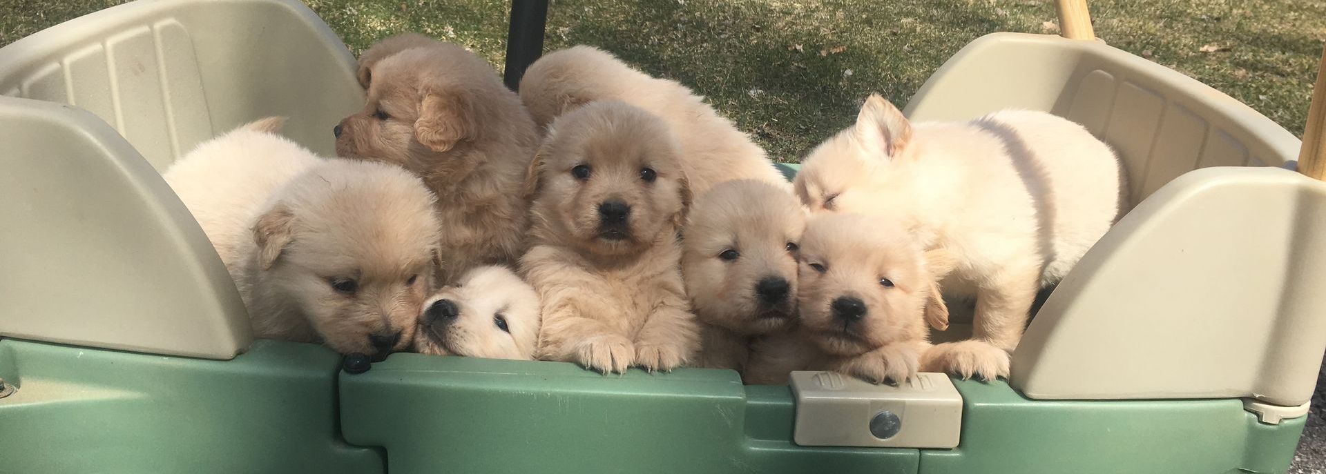 Legend Golden Retriever Puppy