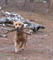 Golden retriever, akc, Breeder, legend golden retrievers, AKC, Breeder, AKC breeder, AKC breeder of Merit, Legend, Legenddogs, Legend Goldens, Legend golden retrievers, golden retriever, golden retriever puppies, golden retriever puppies for sale, golden retriever puppy, english cream golden retriever, mini golden retriever, red golden retriever, black golden retriever, white golden retriever, golden retriever puppies for sale near me, golden retriever puppies near me, english golden retriever, golden retriever price, golden retriever doggy, golden retriever for sale, golden retriever lifespan, miniature golden retriever, golden retriever breeders, baby golden retriever, cute golden retriever, golden retriever baby, golden retriever bf, golden retriever breeders near me, golden retriever dog, golden retriever near me, golden retriever vs labrador, puppy golden retriever, red golden retriever puppies, American golden retriever, golden retriever colors, golden retriever puppy near me, canadian golden retriever, cream golden retriever, field golden retriever, golden retriever breeder, golden retriever for sale near me, golden retriever puppies ohio, golden retriever weight, brown golden retriever, dark golden retriever, english cream golden retriever puppies for sale, golden retriever boy, golden retriever breeder near me, golden retriever energy, golden retriever personality, golden retriever pup for sale, golden retriever puppies nc, golden retriever puppy for sale, labrador vs golden retriever
AKC, Breeder, AKC breeder, AKC breeder of Merit, Legend, Legenddogs, Legend Goldens, Legend golden retrievers, golden retriever puppies, golden retriever puppies for sale, golden retriever puppy, golden retriever puppies for sale near me, golden retriever puppies near me, puppy golden retriever, red golden retriever puppies, golden retriever puppy near me, golden retriever puppies ohio, english cream golden retriever puppies for sale, golden retriever puppies nc, golden retriever puppy for sale, golden retriever puppies for sale $200, white golden retriever puppies, cute golden retriever puppies, english cream golden retriever puppies, golden retriever puppies indiana, golden retriever puppies mn, golden retriever puppies wisconsin, golden retriever puppy price, puppy for sale golden retriever, english golden retriever puppies, golden retriever puppies az, golden retriever puppies colorado, golden retriever puppies florida, golden retriever puppies georgia, golden retriever puppies oregon, golden retriever puppy for sale near me, labrador puppy vs golden retriever, red golden retriever puppies for sale, akc golden retriever puppies, golden retriever puppies iowa, golden retriever puppies price, black golden retriever puppy, cute golden retriever puppy, golden retriever puppies near me for sale, golden retriever puppies virginia, labrador golden retriever puppy, royal canin golden retriever puppy, cream golden retriever puppies, golden retriever puppies alabama, golden retriever puppies ct, golden retriever puppies houston, golden retriever puppies illinois, golden retriever puppies maine, golden retriever puppies michigan, golden retriever puppies photos, golden retriever puppies san diego, golden retriever puppies texas, golden retriever puppy photos, newborn golden retriever puppies, golden retriever puppies for sale in michigan, golden retriever puppies in michigan, golden retriever puppies for sale in ohio, AKC, Breeder, AKC breeder, AKC breeder of Merit, Legend, Legenddogs, Legend Goldens, Legend golden retrievers, , golden retriever puppies for sale, golden retriever puppies for sale near me, golden retriever for sale, golden retriever for sale near me, english cream golden retriever puppies for sale, golden retriever pup for sale, golden retriever puppy for sale, golden retriever puppies for sale $200, puppy for sale golden retriever, golden retriever puppy for sale near me, golden retriever pups for sale near me, red golden retriever puppies for sale, golden retriever sale, miniature golden retriever for sale, golden retriever puppies near me for sale, adult golden retriever for sale, english cream golden retriever for sale, english golden retriever puppies for sale, golden retriever dogs for sale, golden retriever near me for sale, red golden retriever for sale, english cream golden retriever puppies for sale near me, white golden retriever puppies for sale, golden retriever litter for sale, golden retriever puppies for sale in pa, golden retriever puppies for sale los angeles, miniature golden retriever for sale near me, black golden retriever puppies for sale, golden retriever on sale, golden retriever puppies for sale in michigan, golden retriever puppies for sale in mn, golden retriever puppies for sale in texas, baby golden retriever for sale, black golden retriever for sale, black golden retriever puppy for sale, english golden retriever for sale, golden retriever puppies for sale $500, golden retriever puppies for sale chicago, golden retriever puppies for sale in nc, golden retriever puppies for sale in nj, golden retriever puppies for sale in ohio, golden retriever puppies for sale near me under $500, golden retriever puppies sale, mini golden retriever for sale near me, small golden retriever for sale, dark red golden retriever puppies for sale, golden retriever puppies for sale in az, golden retriever puppies for sale in ct, golden retriever puppies for sale michigan, golden retriever puppies for sale ohio, golden retriever puppies in michigan for sale, golden retriever breeders, AKC, Breeder, AKC breeder, AKC breeder of Merit, Legend, Legenddogs, Legend Goldens, Legend golden retrievers, golden retriever breeders near me, golden retriever breeders florida, golden retriever breeders colorado, golden retriever breeders in ma, golden retriever breeders texas, best golden retriever breeders, english cream golden retriever breeders, golden retriever breeders georgia, golden retriever breeders in pa, golden retriever breeders nc, golden retriever breeders ohio, golden retriever breeders wisconsin, golden retriever breeders california, golden retriever breeders ct, golden retriever breeders illinois, golden retriever breeders michigan, golden retriever breeders mn, golden retriever breeders nj, golden retriever breeders indiana, golden retriever breeders va, red golden retriever breeders, golden retriever breeders az, golden retriever breeders in nh, golden retriever breeders maryland, golden retriever breeders ny, golden retriever breeders oregon, golden retriever breeders sc, golden retriever breeders washington, akc golden retriever breeders, english cream golden retriever breeders near me, english golden retriever breeders, golden retriever breeders north carolina, golden retriever dog breeders near me, mini golden retriever breeders, golden retriever breeders alabama, golden retriever breeders in iowa, golden retriever breeders in maine, golden retriever breeders in mn, golden retriever breeders in nc, golden retriever breeders in new england, golden retriever breeders in tn, golden retriever breeders minnesota, golden retriever breeders missouri, golden retriever breeders new england, golden retriever puppy breeders, wisconsin golden retriever breeders, field golden retriever breeders, golden retriever breeders houston,