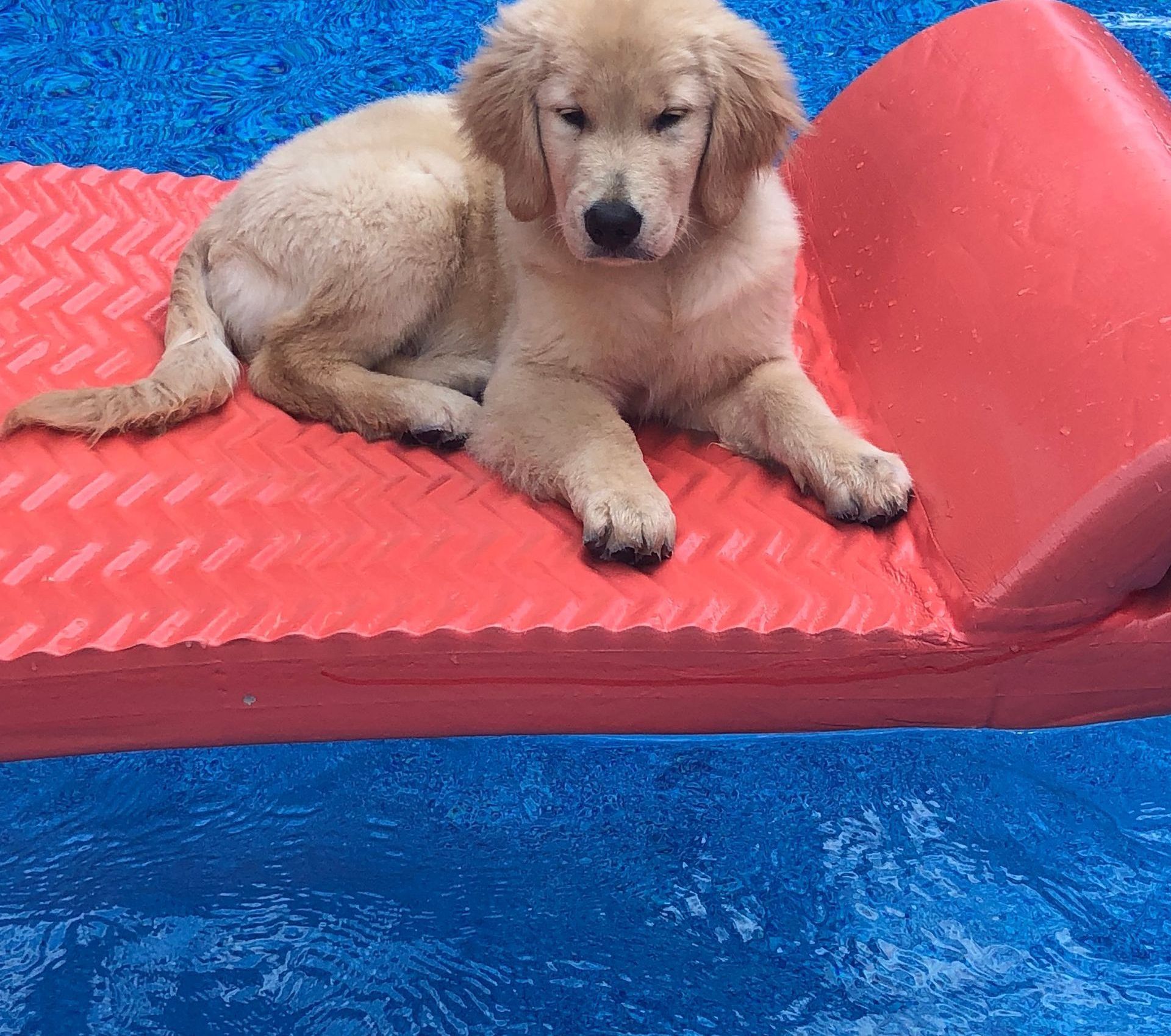 Golden retriever, akc, Breeder, legend golden retrievers, AKC, Breeder, AKC breeder, AKC breeder of Merit, Legend, Legenddogs, Legend Goldens, Legend golden retrievers, golden retriever, golden retriever puppies, golden retriever puppies for sale, golden retriever puppy, english cream golden retriever, mini golden retriever, red golden retriever, black golden retriever, white golden retriever, golden retriever puppies for sale near me, golden retriever puppies near me, english golden retriever, golden retriever price, golden retriever doggy, golden retriever for sale, golden retriever lifespan, miniature golden retriever, golden retriever breeders, baby golden retriever, cute golden retriever, golden retriever baby, golden retriever bf, golden retriever breeders near me, golden retriever dog, golden retriever near me, golden retriever vs labrador, puppy golden retriever, red golden retriever puppies, American golden retriever, golden retriever colors, golden retriever puppy near me, canadian golden retriever, cream golden retriever, field golden retriever, golden retriever breeder, golden retriever for sale near me, golden retriever puppies ohio, golden retriever weight, brown golden retriever, dark golden retriever, english cream golden retriever puppies for sale, golden retriever boy, golden retriever breeder near me, golden retriever energy, golden retriever personality, golden retriever pup for sale, golden retriever puppies nc, golden retriever puppy for sale, labrador vs golden retriever
AKC, Breeder, AKC breeder, AKC breeder of Merit, Legend, Legenddogs, Legend Goldens, Legend golden retrievers, golden retriever puppies, golden retriever puppies for sale, golden retriever puppy, golden retriever puppies for sale near me, golden retriever puppies near me, puppy golden retriever, red golden retriever puppies, golden retriever puppy near me, golden retriever puppies ohio, english cream golden retriever puppies for sale, golden retriever puppies nc, golden retriever puppy for sale, golden retriever puppies for sale $200, white golden retriever puppies, cute golden retriever puppies, english cream golden retriever puppies, golden retriever puppies indiana, golden retriever puppies mn, golden retriever puppies wisconsin, golden retriever puppy price, puppy for sale golden retriever, english golden retriever puppies, golden retriever puppies az, golden retriever puppies colorado, golden retriever puppies florida, golden retriever puppies georgia, golden retriever puppies oregon, golden retriever puppy for sale near me, labrador puppy vs golden retriever, red golden retriever puppies for sale, akc golden retriever puppies, golden retriever puppies iowa, golden retriever puppies price, black golden retriever puppy, cute golden retriever puppy, golden retriever puppies near me for sale, golden retriever puppies virginia, labrador golden retriever puppy, royal canin golden retriever puppy, cream golden retriever puppies, golden retriever puppies alabama, golden retriever puppies ct, golden retriever puppies houston, golden retriever puppies illinois, golden retriever puppies maine, golden retriever puppies michigan, golden retriever puppies photos, golden retriever puppies san diego, golden retriever puppies texas, golden retriever puppy photos, newborn golden retriever puppies, golden retriever puppies for sale in michigan, golden retriever puppies in michigan, golden retriever puppies for sale in ohio, AKC, Breeder, AKC breeder, AKC breeder of Merit, Legend, Legenddogs, Legend Goldens, Legend golden retrievers, , golden retriever puppies for sale, golden retriever puppies for sale near me, golden retriever for sale, golden retriever for sale near me, english cream golden retriever puppies for sale, golden retriever pup for sale, golden retriever puppy for sale, golden retriever puppies for sale $200, puppy for sale golden retriever, golden retriever puppy for sale near me, golden retriever pups for sale near me, red golden retriever puppies for sale, golden retriever sale, miniature golden retriever for sale, golden retriever puppies near me for sale, adult golden retriever for sale, english cream golden retriever for sale, english golden retriever puppies for sale, golden retriever dogs for sale, golden retriever near me for sale, red golden retriever for sale, english cream golden retriever puppies for sale near me, white golden retriever puppies for sale, golden retriever litter for sale, golden retriever puppies for sale in pa, golden retriever puppies for sale los angeles, miniature golden retriever for sale near me, black golden retriever puppies for sale, golden retriever on sale, golden retriever puppies for sale in michigan, golden retriever puppies for sale in mn, golden retriever puppies for sale in texas, baby golden retriever for sale, black golden retriever for sale, black golden retriever puppy for sale, english golden retriever for sale, golden retriever puppies for sale $500, golden retriever puppies for sale chicago, golden retriever puppies for sale in nc, golden retriever puppies for sale in nj, golden retriever puppies for sale in ohio, golden retriever puppies for sale near me under $500, golden retriever puppies sale, mini golden retriever for sale near me, small golden retriever for sale, dark red golden retriever puppies for sale, golden retriever puppies for sale in az, golden retriever puppies for sale in ct, golden retriever puppies for sale michigan, golden retriever puppies for sale ohio, golden retriever puppies in michigan for sale, golden retriever breeders, AKC, Breeder, AKC breeder, AKC breeder of Merit, Legend, Legenddogs, Legend Goldens, Legend golden retrievers, golden retriever breeders near me, golden retriever breeders florida, golden retriever breeders colorado, golden retriever breeders in ma, golden retriever breeders texas, best golden retriever breeders, english cream golden retriever breeders, golden retriever breeders georgia, golden retriever breeders in pa, golden retriever breeders nc, golden retriever breeders ohio, golden retriever breeders wisconsin, golden retriever breeders california, golden retriever breeders ct, golden retriever breeders illinois, golden retriever breeders michigan, golden retriever breeders mn, golden retriever breeders nj, golden retriever breeders indiana, golden retriever breeders va, red golden retriever breeders, golden retriever breeders az, golden retriever breeders in nh, golden retriever breeders maryland, golden retriever breeders ny, golden retriever breeders oregon, golden retriever breeders sc, golden retriever breeders washington, akc golden retriever breeders, english cream golden retriever breeders near me, english golden retriever breeders, golden retriever breeders north carolina, golden retriever dog breeders near me, mini golden retriever breeders, golden retriever breeders alabama, golden retriever breeders in iowa, golden retriever breeders in maine, golden retriever breeders in mn, golden retriever breeders in nc, golden retriever breeders in new england, golden retriever breeders in tn, golden retriever breeders minnesota, golden retriever breeders missouri, golden retriever breeders new england, golden retriever puppy breeders, wisconsin golden retriever breeders, field golden retriever breeders, golden retriever breeders houston,