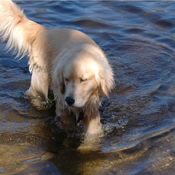 Golden retriever, akc, Breeder, legend golden retrievers, AKC, Breeder, AKC breeder, AKC breeder of Merit, Legend, Legenddogs, Legend Goldens, Legend golden retrievers, golden retriever, golden retriever puppies, golden retriever puppies for sale, golden retriever puppy, english cream golden retriever, mini golden retriever, red golden retriever, black golden retriever, white golden retriever, golden retriever puppies for sale near me, golden retriever puppies near me, english golden retriever, golden retriever price, golden retriever doggy, golden retriever for sale, golden retriever lifespan, miniature golden retriever, golden retriever breeders, baby golden retriever, cute golden retriever, golden retriever baby, golden retriever bf, golden retriever breeders near me, golden retriever dog, golden retriever near me, golden retriever vs labrador, puppy golden retriever, red golden retriever puppies, American golden retriever, golden retriever colors, golden retriever puppy near me, canadian golden retriever, cream golden retriever, field golden retriever, golden retriever breeder, golden retriever for sale near me, golden retriever puppies ohio, golden retriever weight, brown golden retriever, dark golden retriever, english cream golden retriever puppies for sale, golden retriever boy, golden retriever breeder near me, golden retriever energy, golden retriever personality, golden retriever pup for sale, golden retriever puppies nc, golden retriever puppy for sale, labrador vs golden retriever
AKC, Breeder, AKC breeder, AKC breeder of Merit, Legend, Legenddogs, Legend Goldens, Legend golden retrievers, golden retriever puppies, golden retriever puppies for sale, golden retriever puppy, golden retriever puppies for sale near me, golden retriever puppies near me, puppy golden retriever, red golden retriever puppies, golden retriever puppy near me, golden retriever puppies ohio, english cream golden retriever puppies for sale, golden retriever puppies nc, golden retriever puppy for sale, golden retriever puppies for sale $200, white golden retriever puppies, cute golden retriever puppies, english cream golden retriever puppies, golden retriever puppies indiana, golden retriever puppies mn, golden retriever puppies wisconsin, golden retriever puppy price, puppy for sale golden retriever, english golden retriever puppies, golden retriever puppies az, golden retriever puppies colorado, golden retriever puppies florida, golden retriever puppies georgia, golden retriever puppies oregon, golden retriever puppy for sale near me, labrador puppy vs golden retriever, red golden retriever puppies for sale, akc golden retriever puppies, golden retriever puppies iowa, golden retriever puppies price, black golden retriever puppy, cute golden retriever puppy, golden retriever puppies near me for sale, golden retriever puppies virginia, labrador golden retriever puppy, royal canin golden retriever puppy, cream golden retriever puppies, golden retriever puppies alabama, golden retriever puppies ct, golden retriever puppies houston, golden retriever puppies illinois, golden retriever puppies maine, golden retriever puppies michigan, golden retriever puppies photos, golden retriever puppies san diego, golden retriever puppies texas, golden retriever puppy photos, newborn golden retriever puppies, golden retriever puppies for sale in michigan, golden retriever puppies in michigan, golden retriever puppies for sale in ohio, AKC, Breeder, AKC breeder, AKC breeder of Merit, Legend, Legenddogs, Legend Goldens, Legend golden retrievers, , golden retriever puppies for sale, golden retriever puppies for sale near me, golden retriever for sale, golden retriever for sale near me, english cream golden retriever puppies for sale, golden retriever pup for sale, golden retriever puppy for sale, golden retriever puppies for sale $200, puppy for sale golden retriever, golden retriever puppy for sale near me, golden retriever pups for sale near me, red golden retriever puppies for sale, golden retriever sale, miniature golden retriever for sale, golden retriever puppies near me for sale, adult golden retriever for sale, english cream golden retriever for sale, english golden retriever puppies for sale, golden retriever dogs for sale, golden retriever near me for sale, red golden retriever for sale, english cream golden retriever puppies for sale near me, white golden retriever puppies for sale, golden retriever litter for sale, golden retriever puppies for sale in pa, golden retriever puppies for sale los angeles, miniature golden retriever for sale near me, black golden retriever puppies for sale, golden retriever on sale, golden retriever puppies for sale in michigan, golden retriever puppies for sale in mn, golden retriever puppies for sale in texas, baby golden retriever for sale, black golden retriever for sale, black golden retriever puppy for sale, english golden retriever for sale, golden retriever puppies for sale $500, golden retriever puppies for sale chicago, golden retriever puppies for sale in nc, golden retriever puppies for sale in nj, golden retriever puppies for sale in ohio, golden retriever puppies for sale near me under $500, golden retriever puppies sale, mini golden retriever for sale near me, small golden retriever for sale, dark red golden retriever puppies for sale, golden retriever puppies for sale in az, golden retriever puppies for sale in ct, golden retriever puppies for sale michigan, golden retriever puppies for sale ohio, golden retriever puppies in michigan for sale, golden retriever breeders, AKC, Breeder, AKC breeder, AKC breeder of Merit, Legend, Legenddogs, Legend Goldens, Legend golden retrievers, golden retriever breeders near me, golden retriever breeders florida, golden retriever breeders colorado, golden retriever breeders in ma, golden retriever breeders texas, best golden retriever breeders, english cream golden retriever breeders, golden retriever breeders georgia, golden retriever breeders in pa, golden retriever breeders nc, golden retriever breeders ohio, golden retriever breeders wisconsin, golden retriever breeders california, golden retriever breeders ct, golden retriever breeders illinois, golden retriever breeders michigan, golden retriever breeders mn, golden retriever breeders nj, golden retriever breeders indiana, golden retriever breeders va, red golden retriever breeders, golden retriever breeders az, golden retriever breeders in nh, golden retriever breeders maryland, golden retriever breeders ny, golden retriever breeders oregon, golden retriever breeders sc, golden retriever breeders washington, akc golden retriever breeders, english cream golden retriever breeders near me, english golden retriever breeders, golden retriever breeders north carolina, golden retriever dog breeders near me, mini golden retriever breeders, golden retriever breeders alabama, golden retriever breeders in iowa, golden retriever breeders in maine, golden retriever breeders in mn, golden retriever breeders in nc, golden retriever breeders in new england, golden retriever breeders in tn, golden retriever breeders minnesota, golden retriever breeders missouri, golden retriever breeders new england, golden retriever puppy breeders, wisconsin golden retriever breeders, field golden retriever breeders, golden retriever breeders houston,