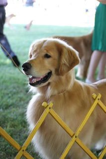 AKC Champion Golden Retriever breeder